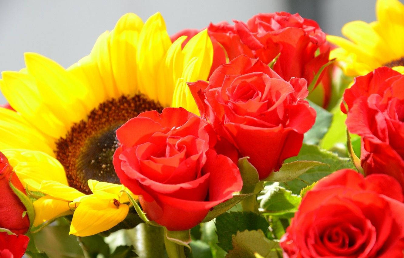 Sunflower And Roses 桌布 壁紙 — 鮮豔的紅玫瑰和明亮的黃色向日葵在茂盛的花藝佈置中一起盛開。