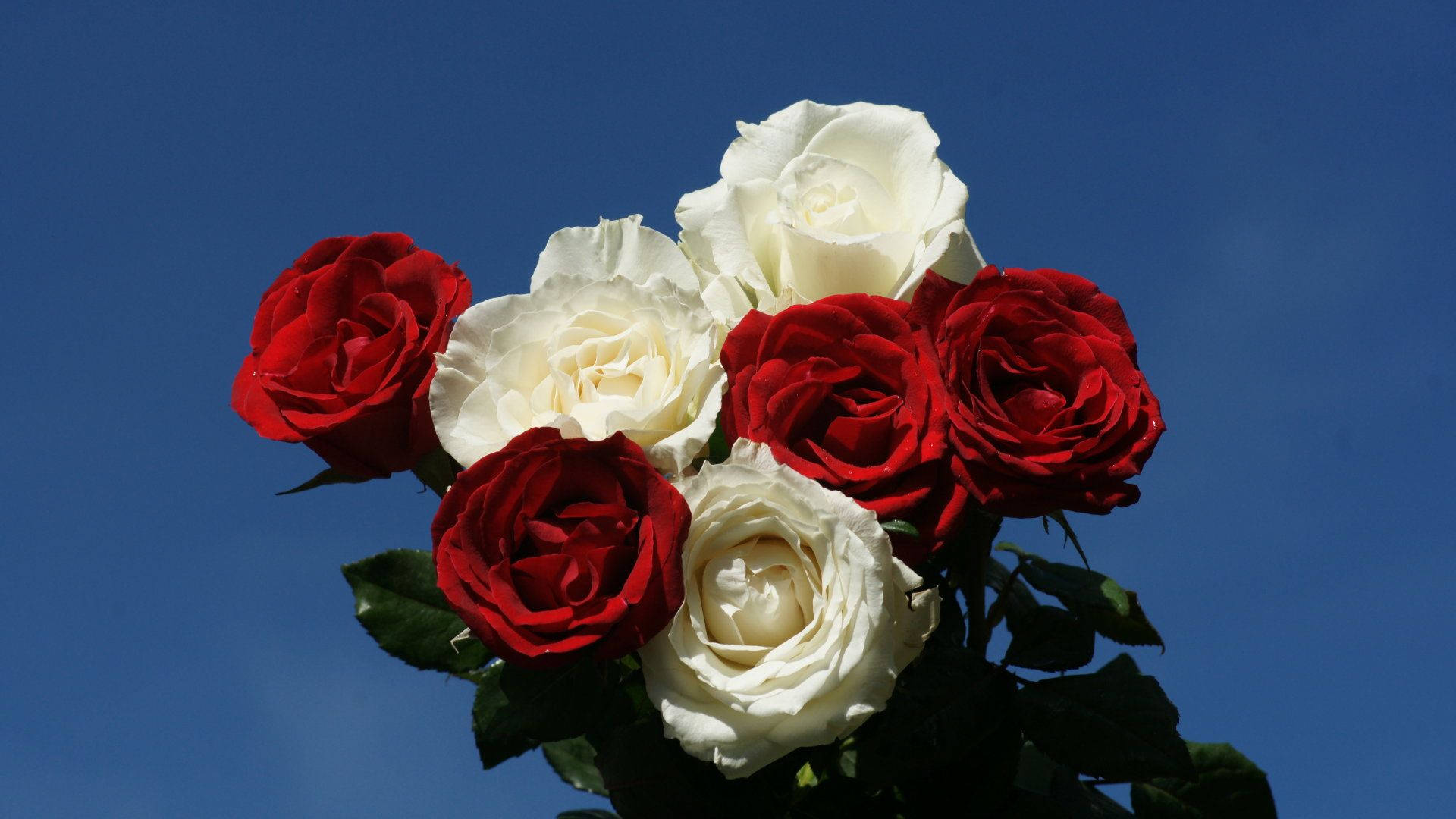 Sunflower And Roses 桌布 壁紙 — 鮮豔的紅玫瑰和純潔的白玫瑰在清澈的深藍色天空下盛開，形成引人注目的花卉佈置。