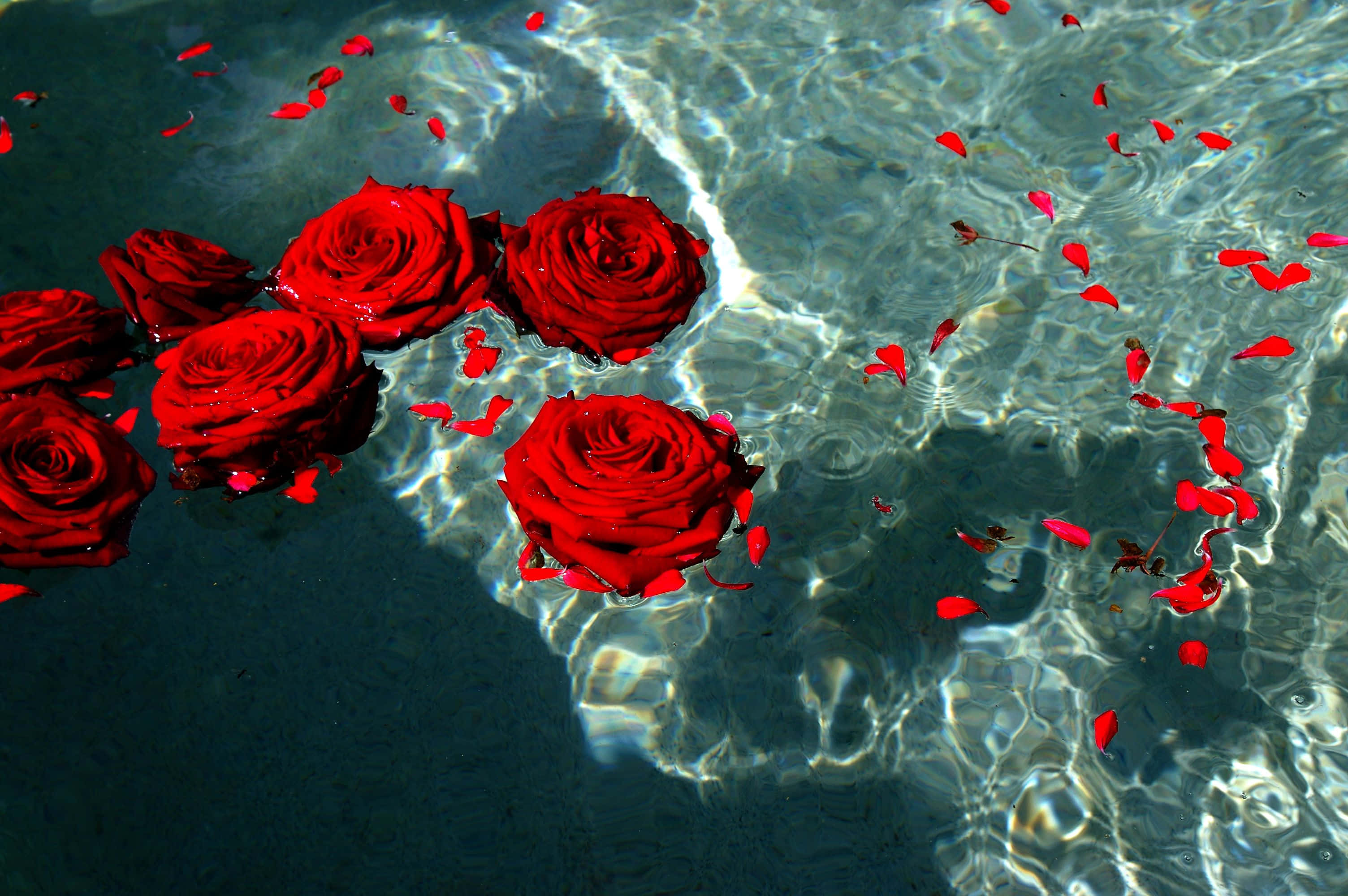 Red Rose Aesthetic 桌布 壁紙 — 鮮豔的紅玫瑰和花瓣靜靜地漂浮在清澈漣漪的水面上，反射著陽光。