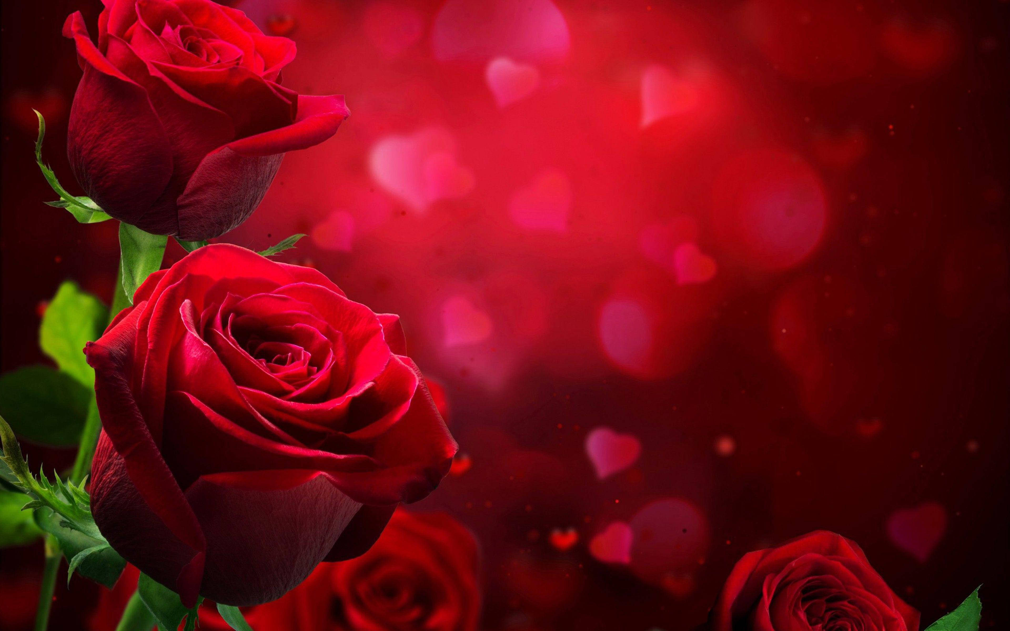 Red Roses 桌布 壁紙 — 鮮豔的紅玫瑰在夢幻般的散景背景下綻放，背景中有發光的愛心形狀和深紅色的色調。