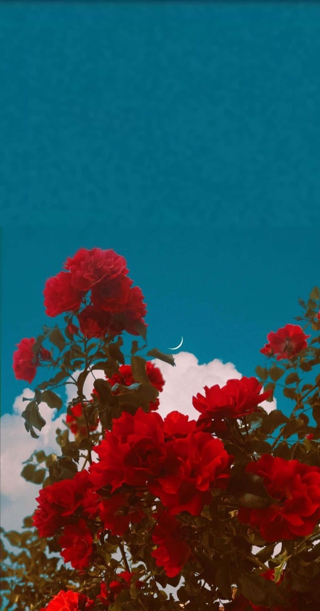 Red Flower Aesthetic 桌布 壁紙 — 鮮豔的紅玫瑰在帶有新月和蓬鬆白雲的藍綠色天空中盛開。