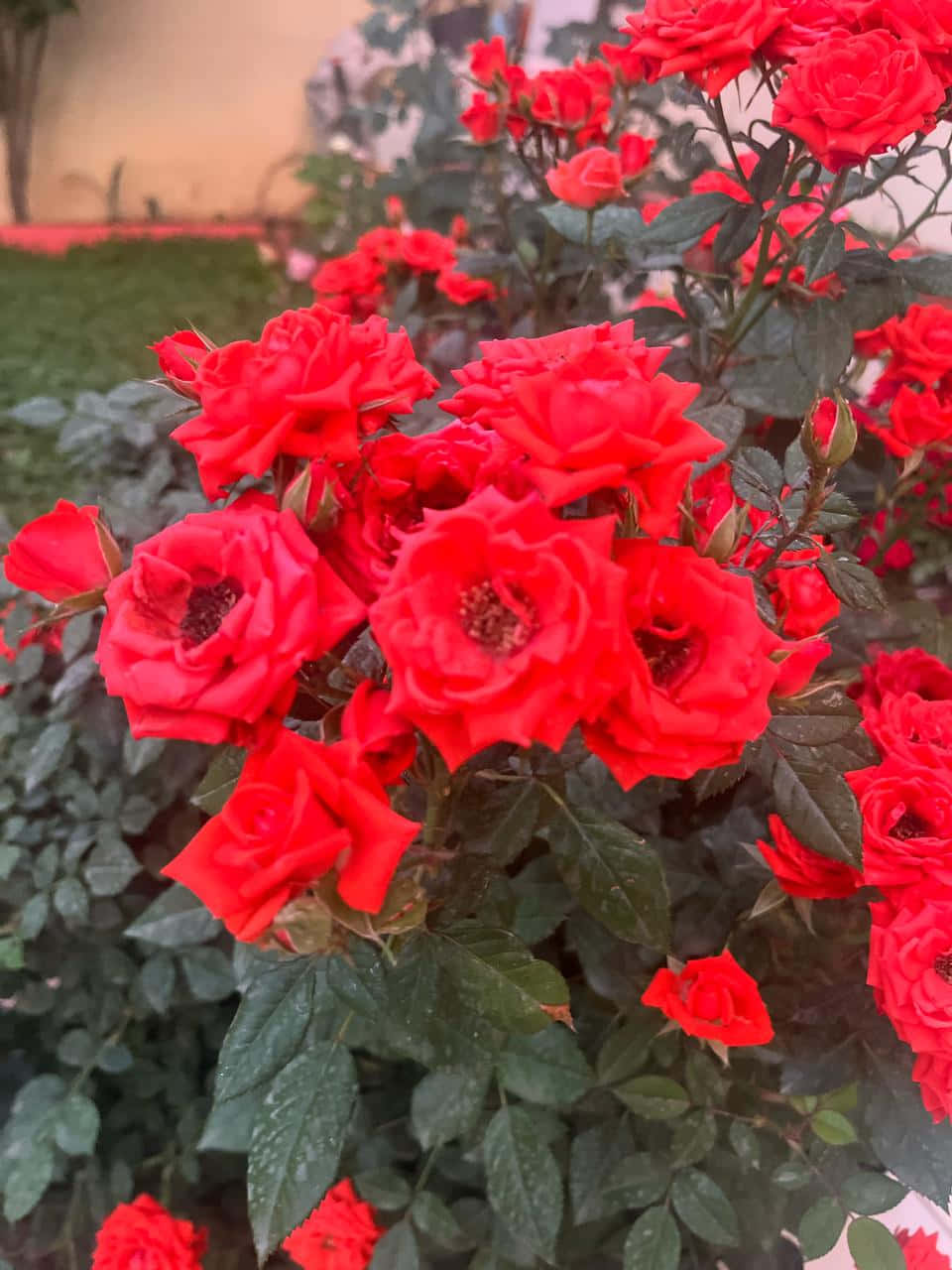 Bloom 壁紙 — 鮮豔的紅玫瑰在帶有露水的深綠色葉子的灌木叢中密集綻放，在柔和自然光下。