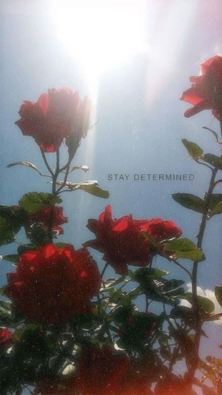 Red Rose Aesthetic 桌布 壁紙 — 鮮豔的紅玫瑰在明亮的藍天下盛開，陽光穿透花瓣。