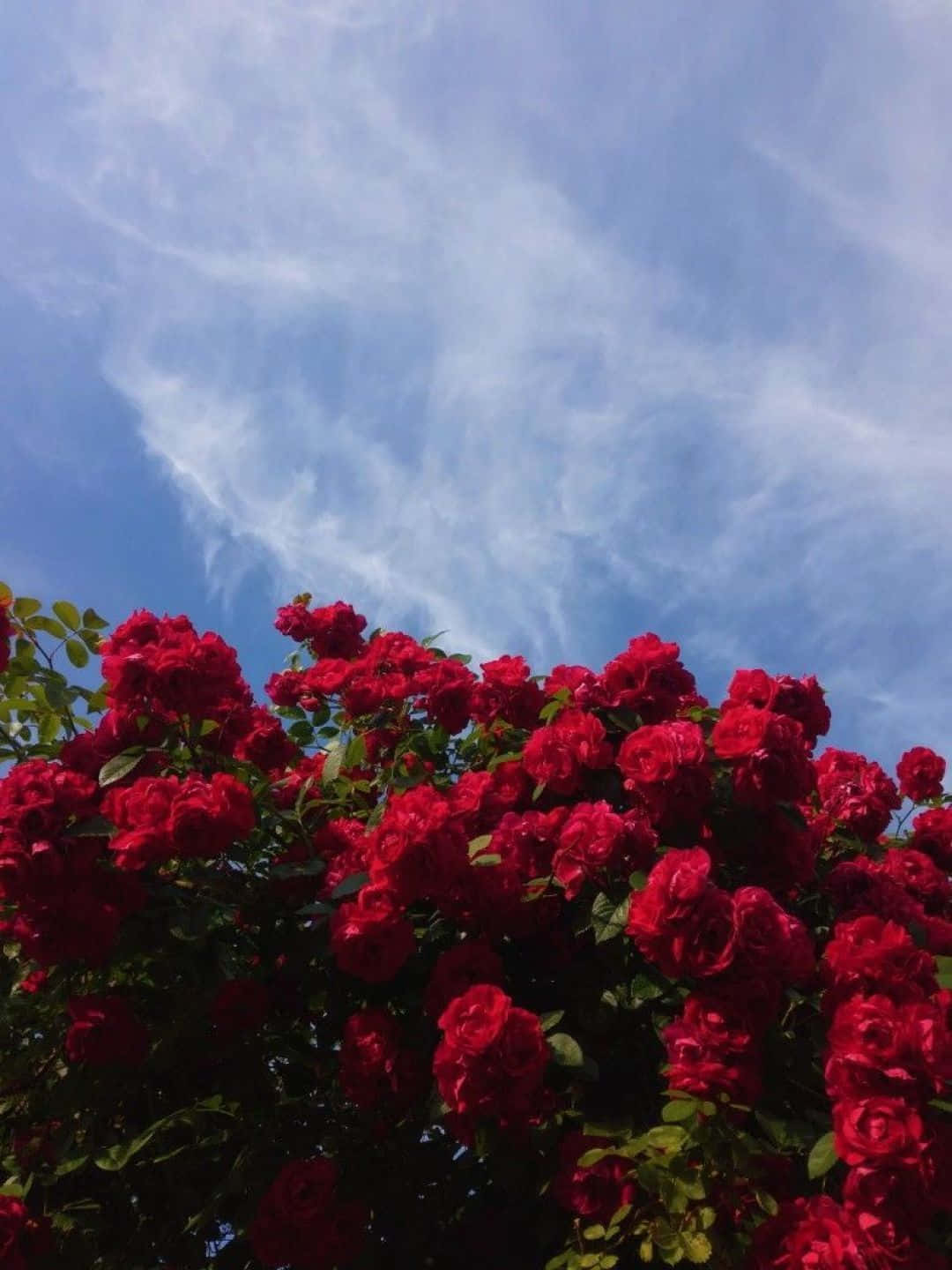 桌布 壁紙 — 鮮豔的紅玫瑰在明亮的藍天和縷縷白雲襯托下密集盛開。