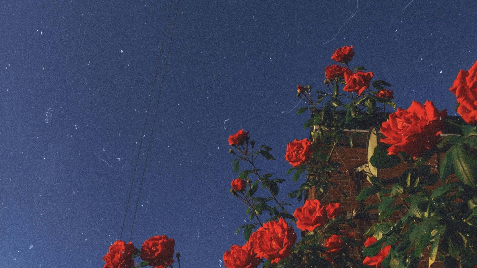Red Roses 桌布 壁紙 — 鮮豔的紅玫瑰在星空下綻放，微弱的電線劃過深藍色的廣闊天際。
