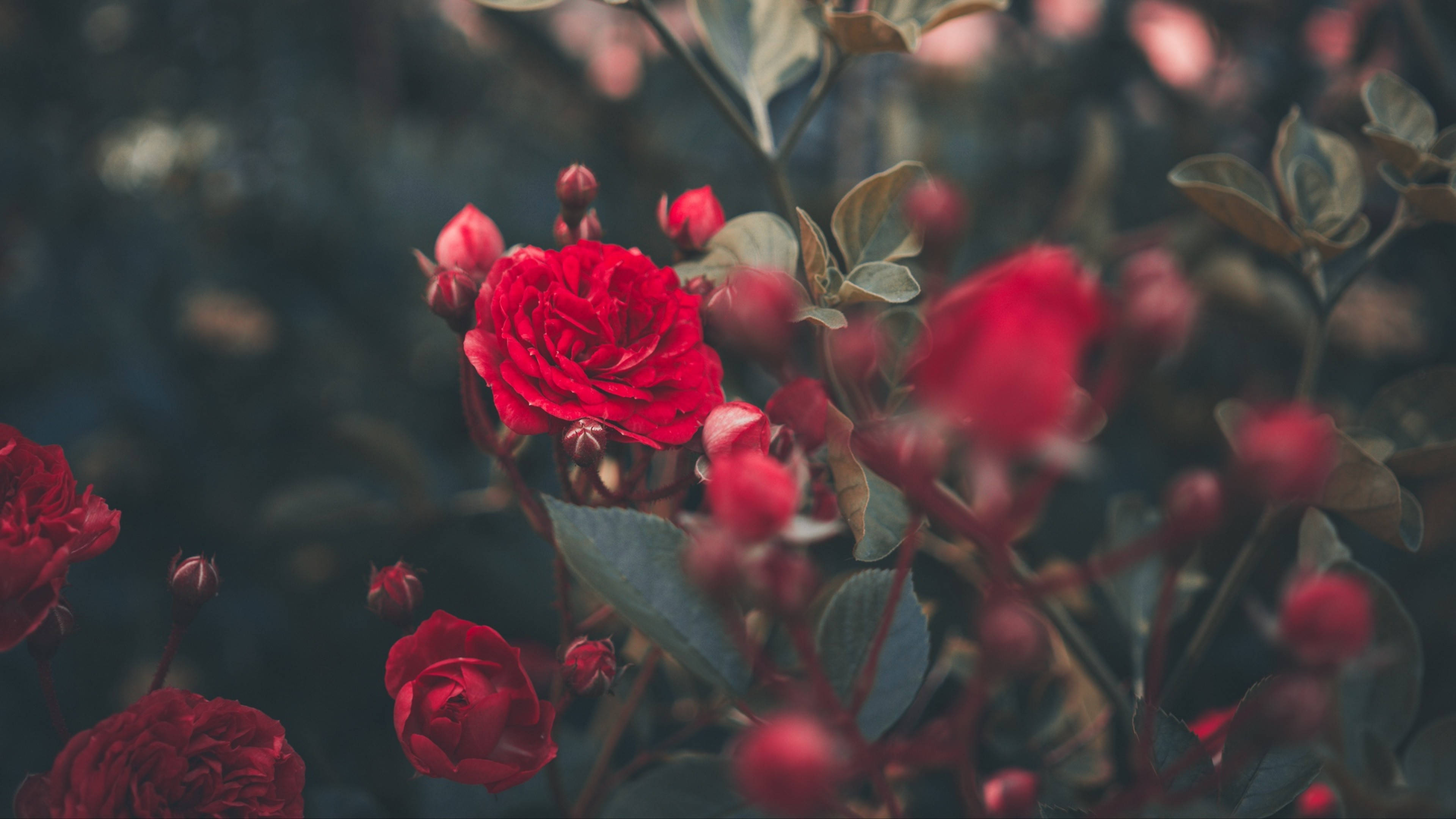 Roses Desktop 桌布 壁紙 — 鮮豔的紅玫瑰在柔和模糊的樹葉中盛開，在富有氛圍的燈光下。