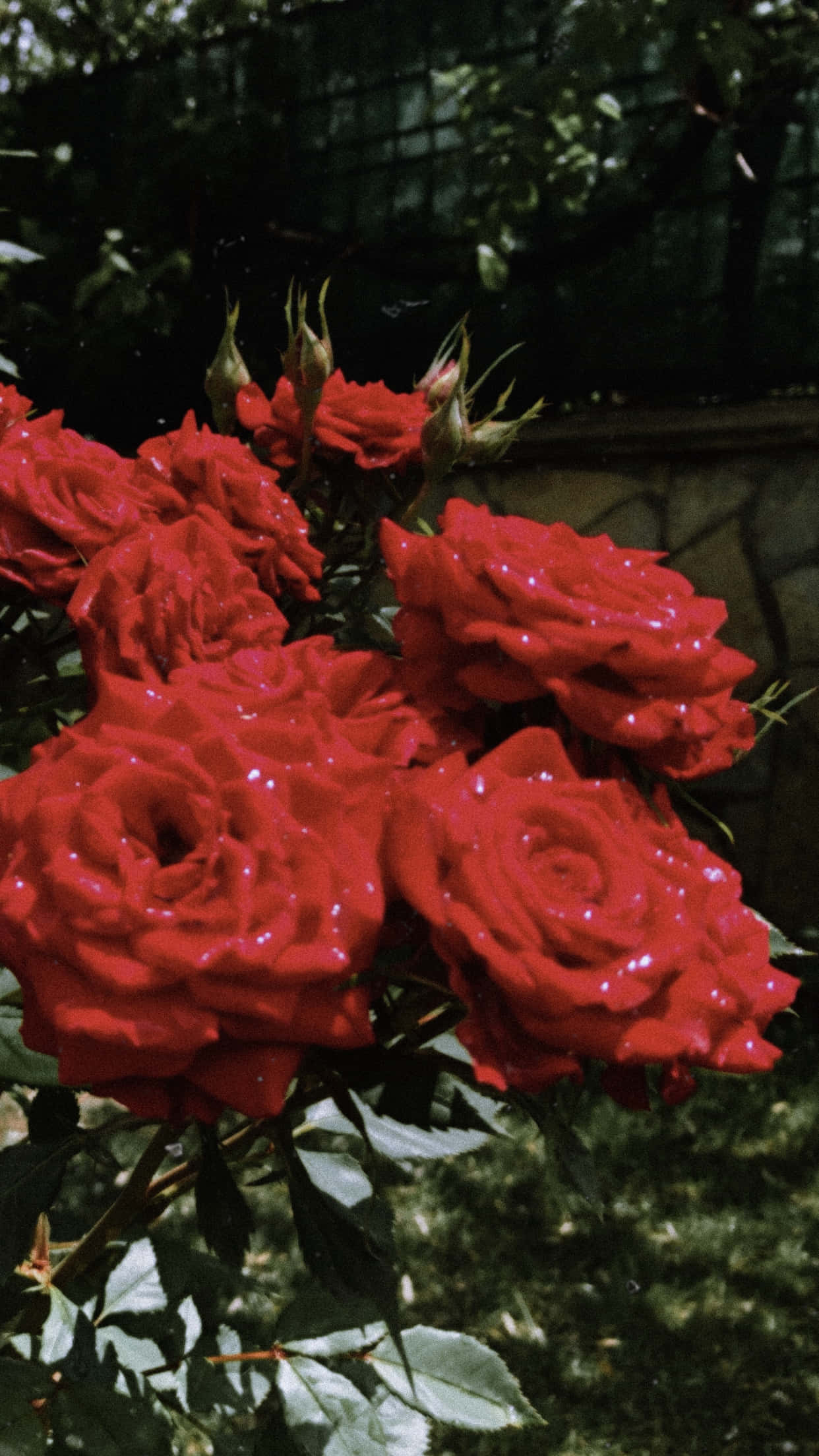 Red Flower Aesthetic 桌布 壁紙 — 鮮豔的紅玫瑰在柔和模糊的花園背景下閃爍著露珠。
