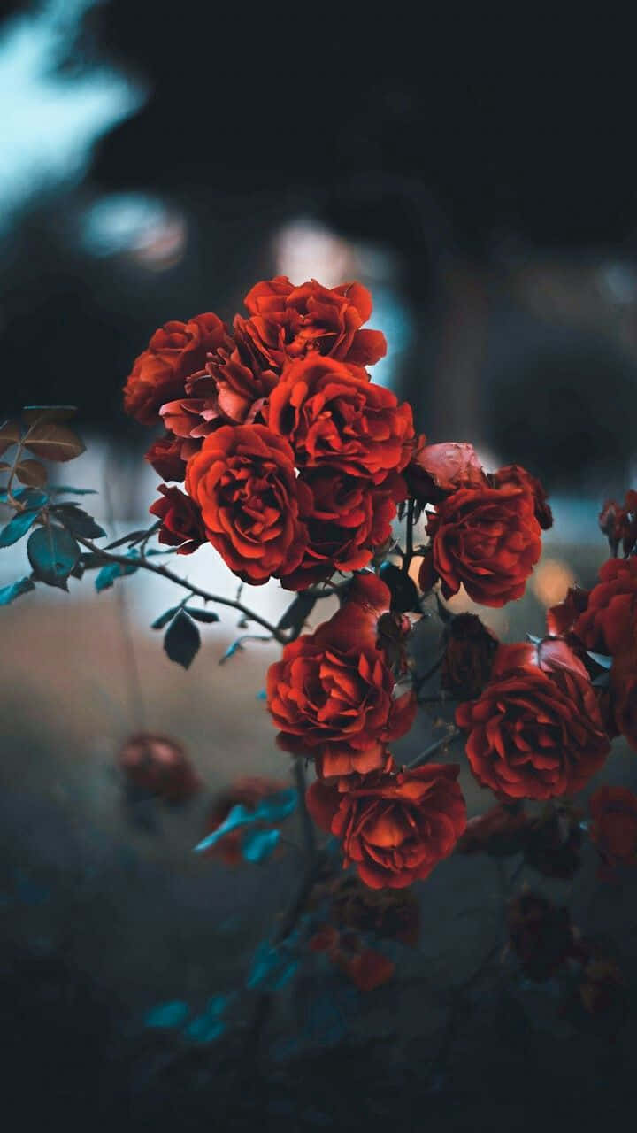 Red Rose Aesthetic 桌布 壁紙 — 鮮豔的紅玫瑰在柔和焦點中綻放，背景為帶有冷藍色高光的陰暗色調。