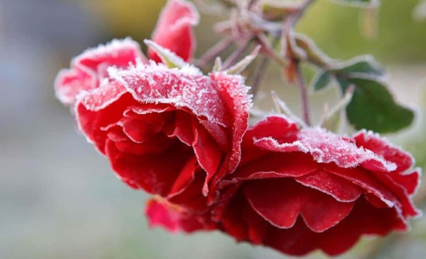 Winter Flowers 桌布 壁紙 — 鮮豔的紅玫瑰在柔和的模糊綠色背景上，精緻地覆蓋著結晶冰霜。