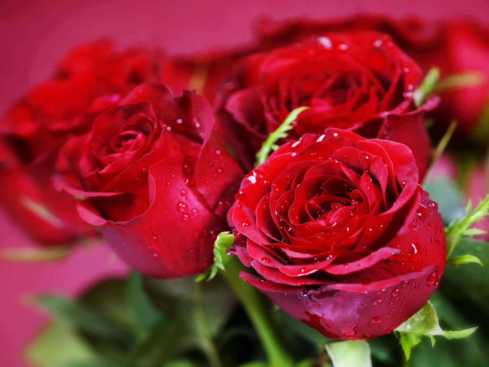 Rose Flower 桌布 壁紙 — 鮮豔的紅玫瑰在柔和的粉紅色背景上閃爍著露珠的特寫照片。