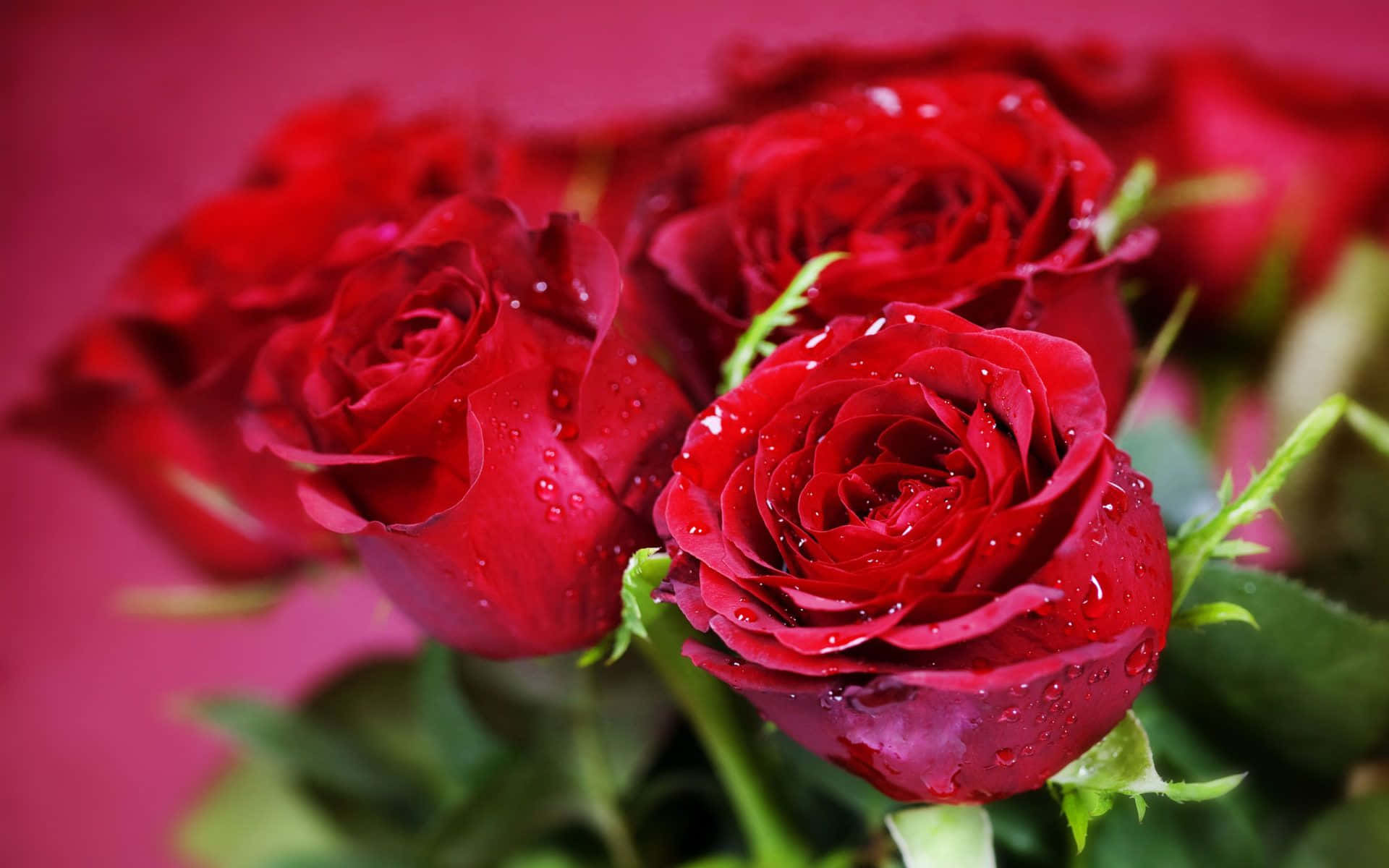 Best Roses 桌布 壁紙 — 鮮豔的紅玫瑰在柔和的粉紅色背景下閃爍著露珠，特寫花卉拍攝。
