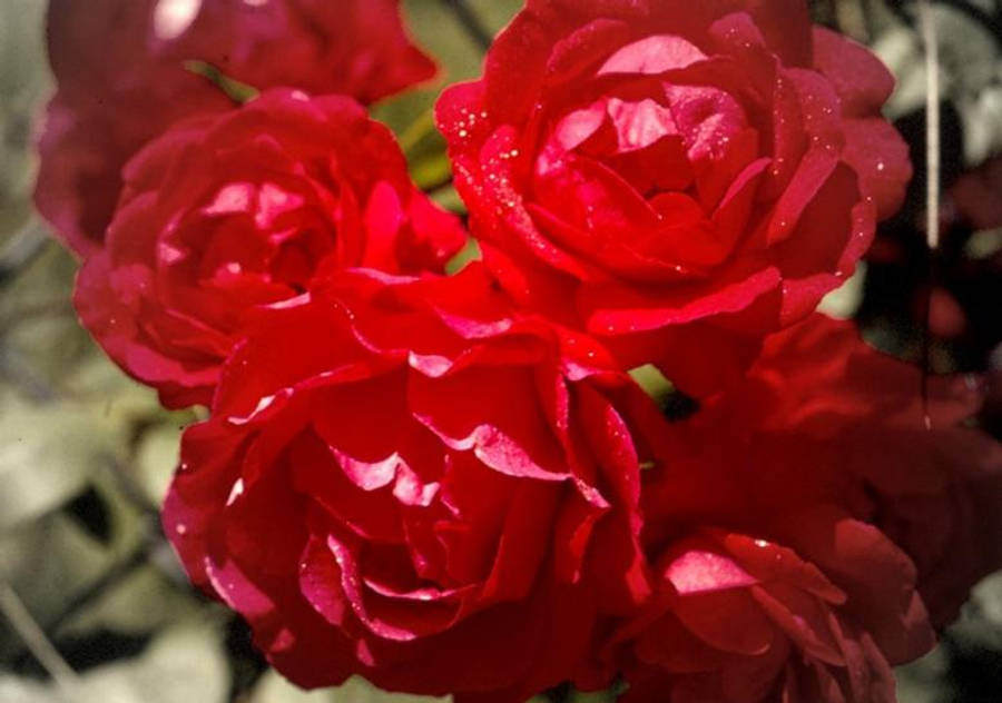 Rose Flower 桌布 壁紙 — 鮮豔的紅玫瑰在柔和自然光下閃爍著露珠，背景是模糊的綠色樹葉。