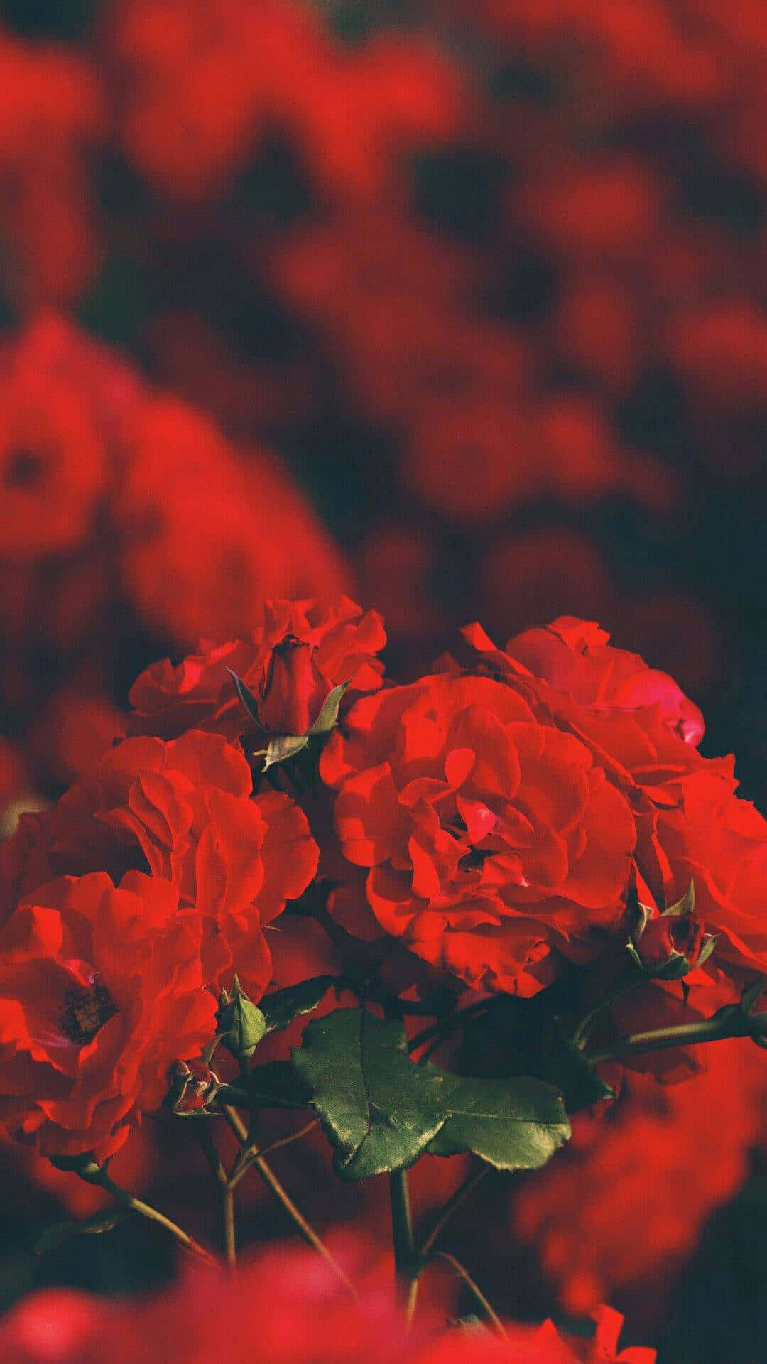 紅色 iPhone 桌布 壁紙 — 鮮豔的紅玫瑰在柔焦中綻放，襯托著深色背景，營造出濃郁的浪漫氛圍。