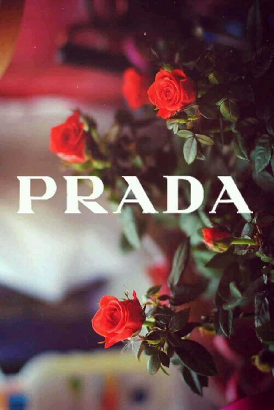 Prada 桌布 壁紙 — 鮮豔的紅玫瑰在模糊的背景上柔和地綻放，並以粗體白色文字顯示PRADA字樣。