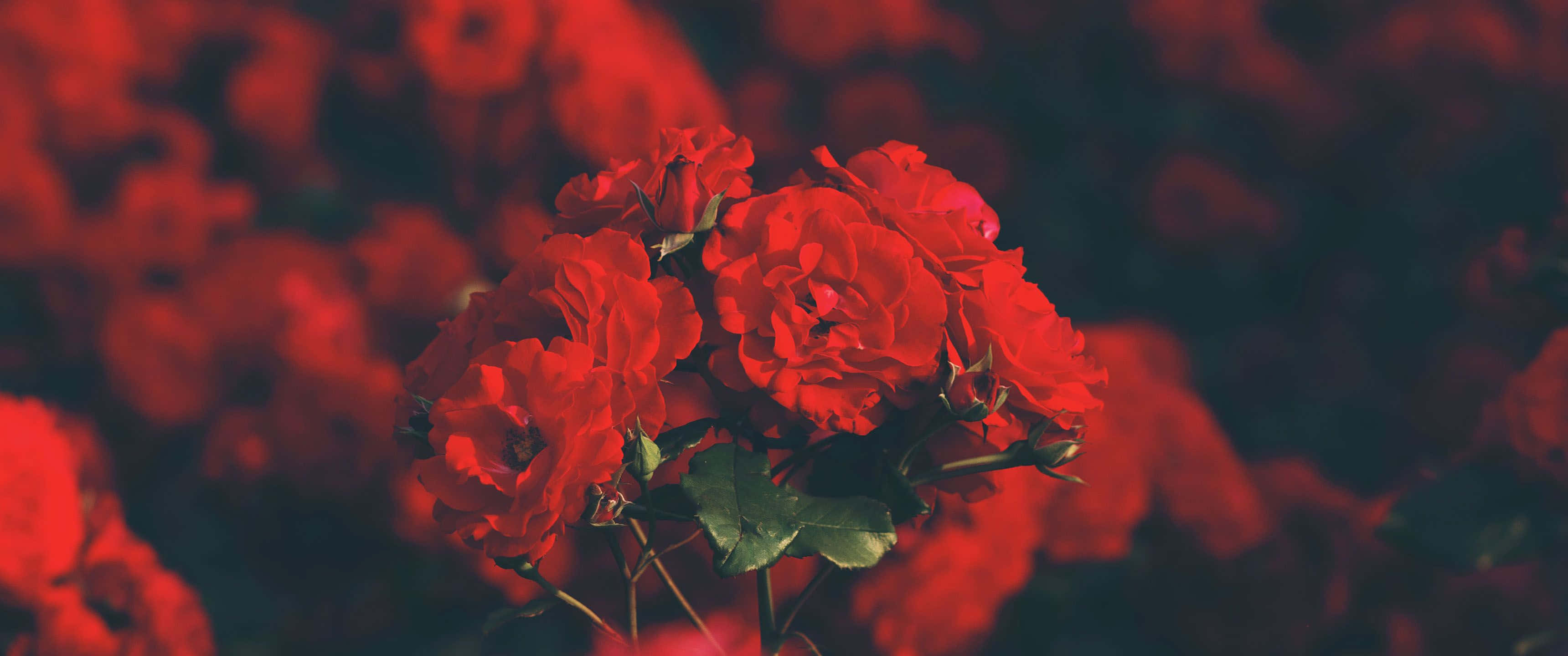 Red Rose 桌布 壁紙 — 鮮豔的紅玫瑰在深紅色的背景下以柔焦綻放，營造出浪漫而熱情的氛圍。
