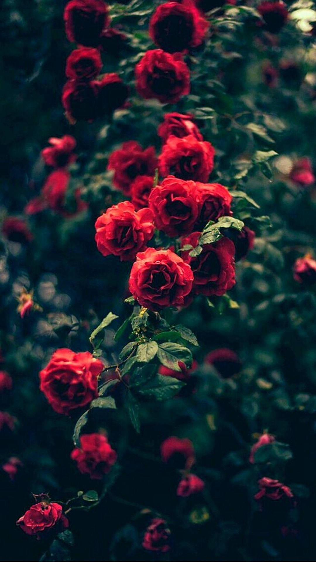 Rose Flower 桌布 壁紙 — 鮮豔的紅玫瑰在深綠色模糊的樹葉背景上密集綻放，帶有柔和散景。