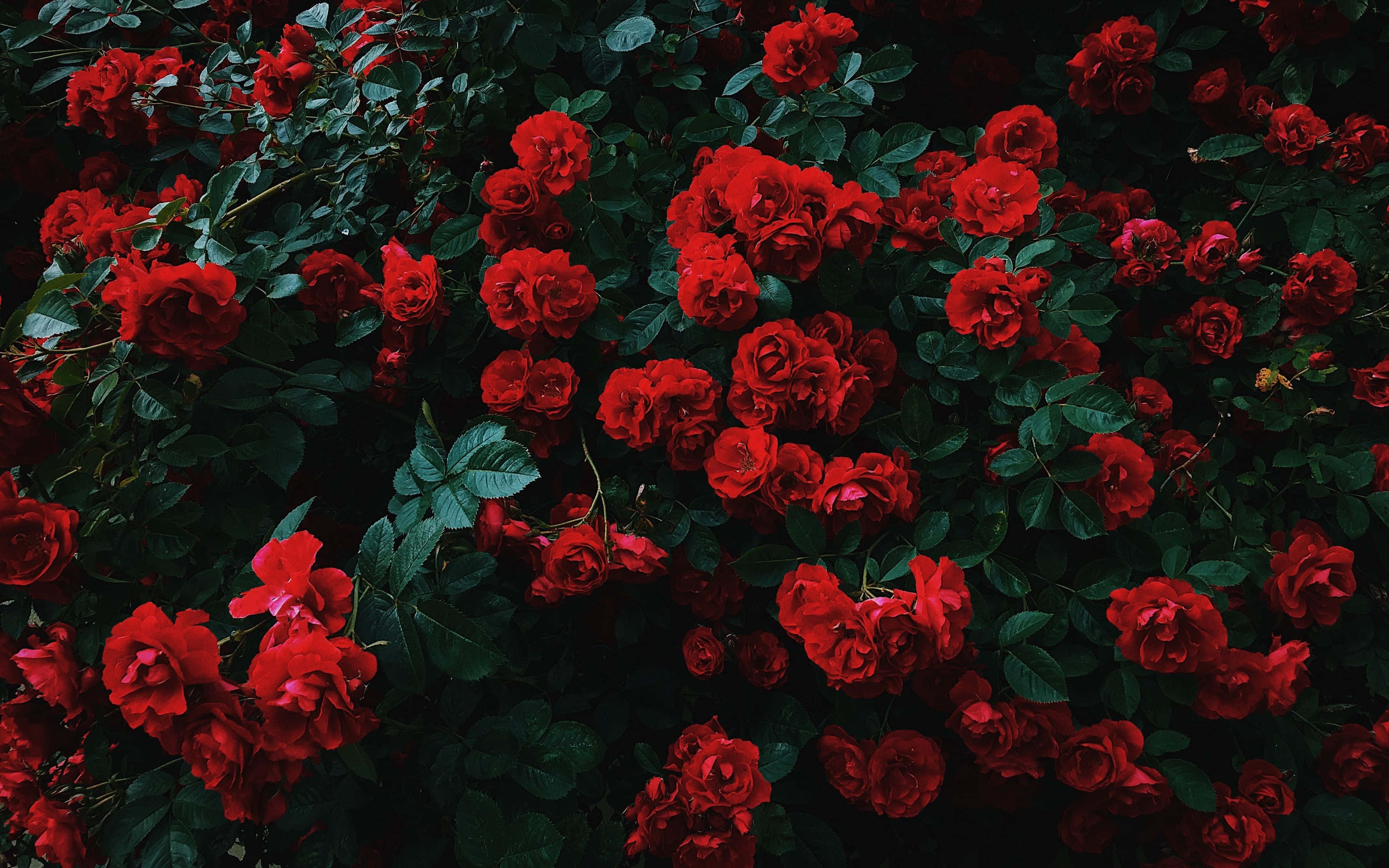 Valentines Day Roses 桌布 壁紙 — 鮮豔的紅玫瑰在深綠色葉叢中密集盛開，呈現出茂盛的花園景象。
