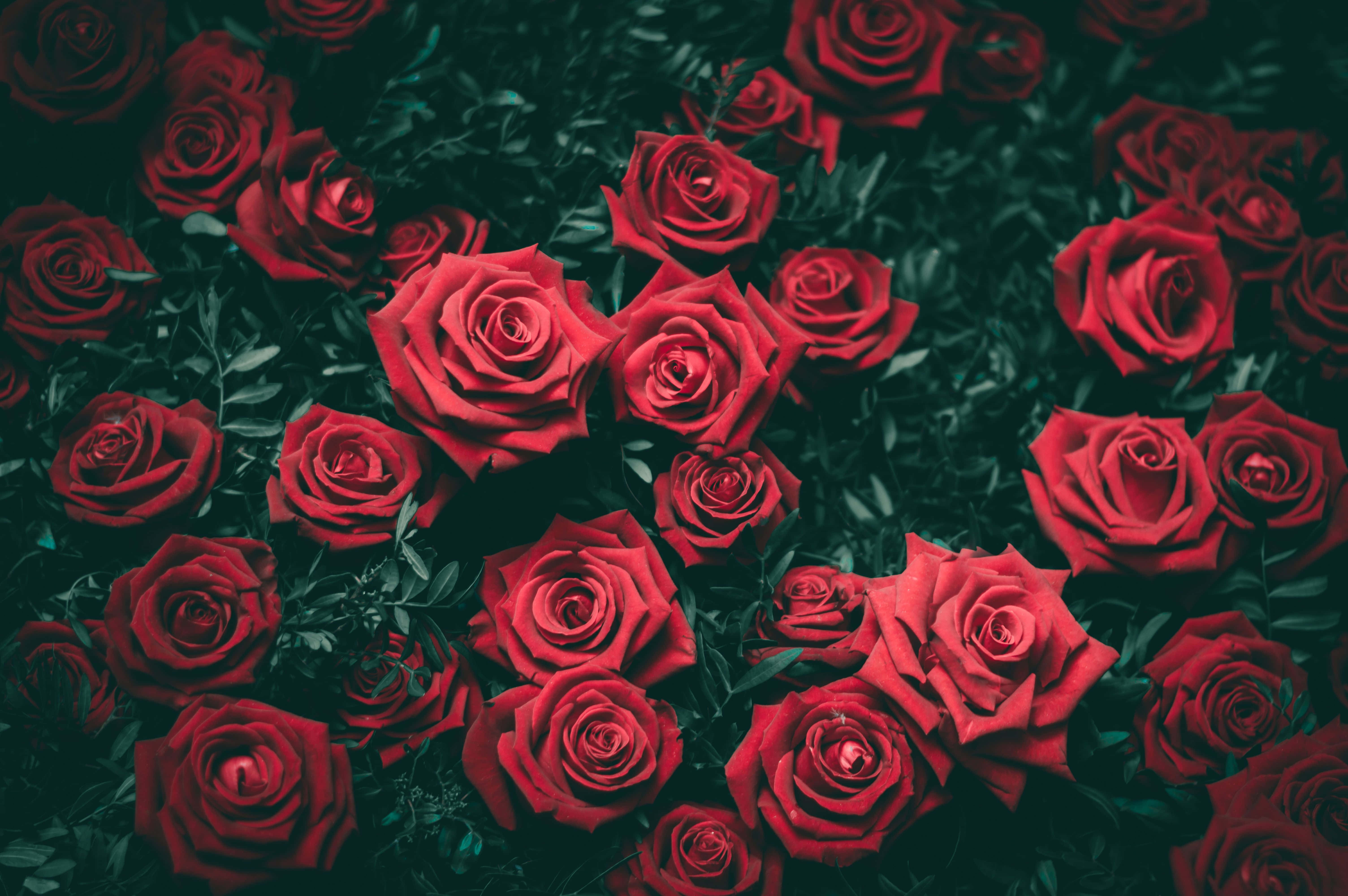 Red Rose 桌布 壁紙 — 鮮豔的紅玫瑰在深綠色葉叢中密集綻放，構成豐富飽和、陰鬱的畫面。
