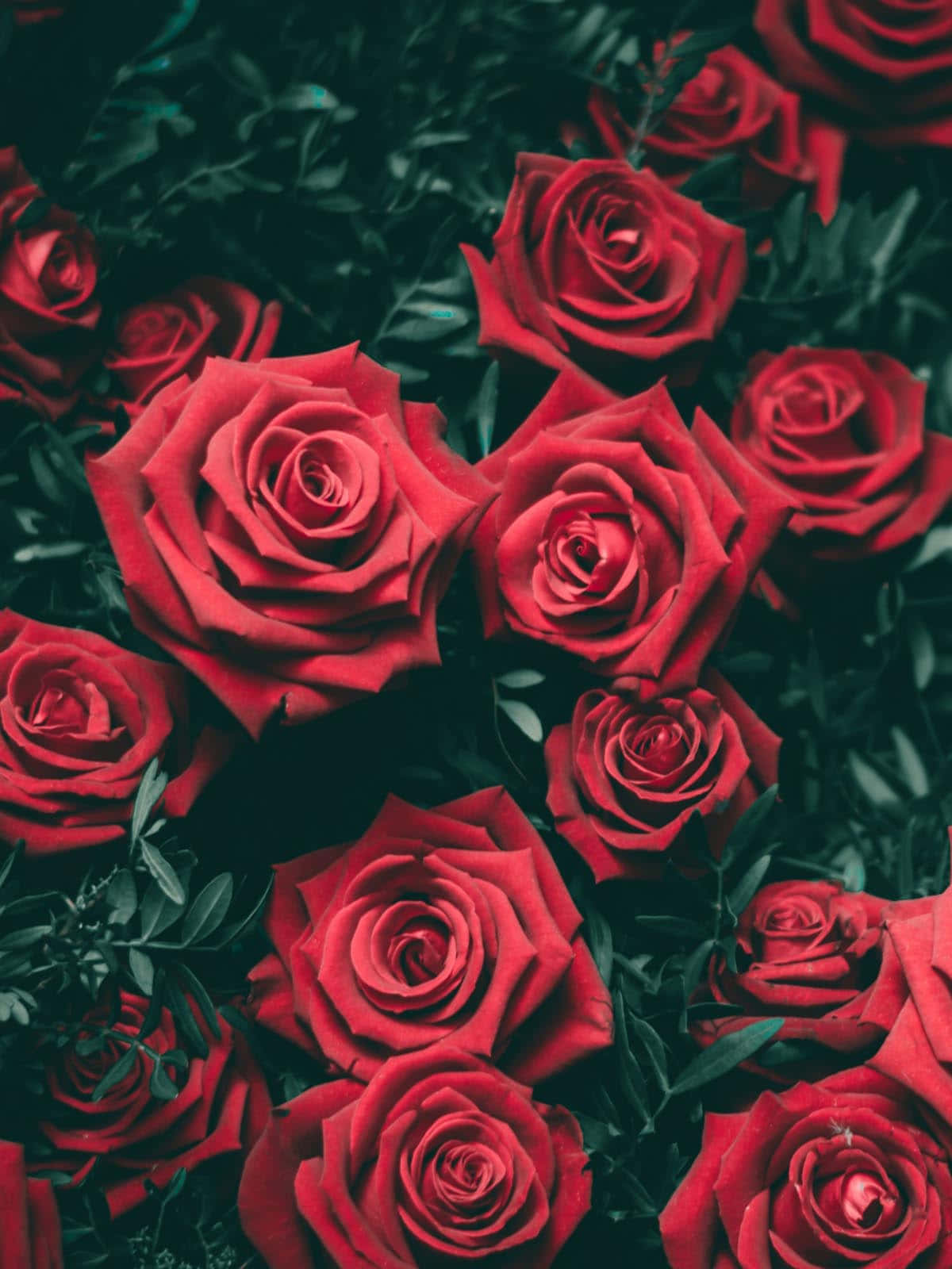iPhone X Roses 桌布 壁紙 — 鮮豔的紅玫瑰在深綠色葉叢中密集綻放，呈現色彩飽和的近距離特寫。