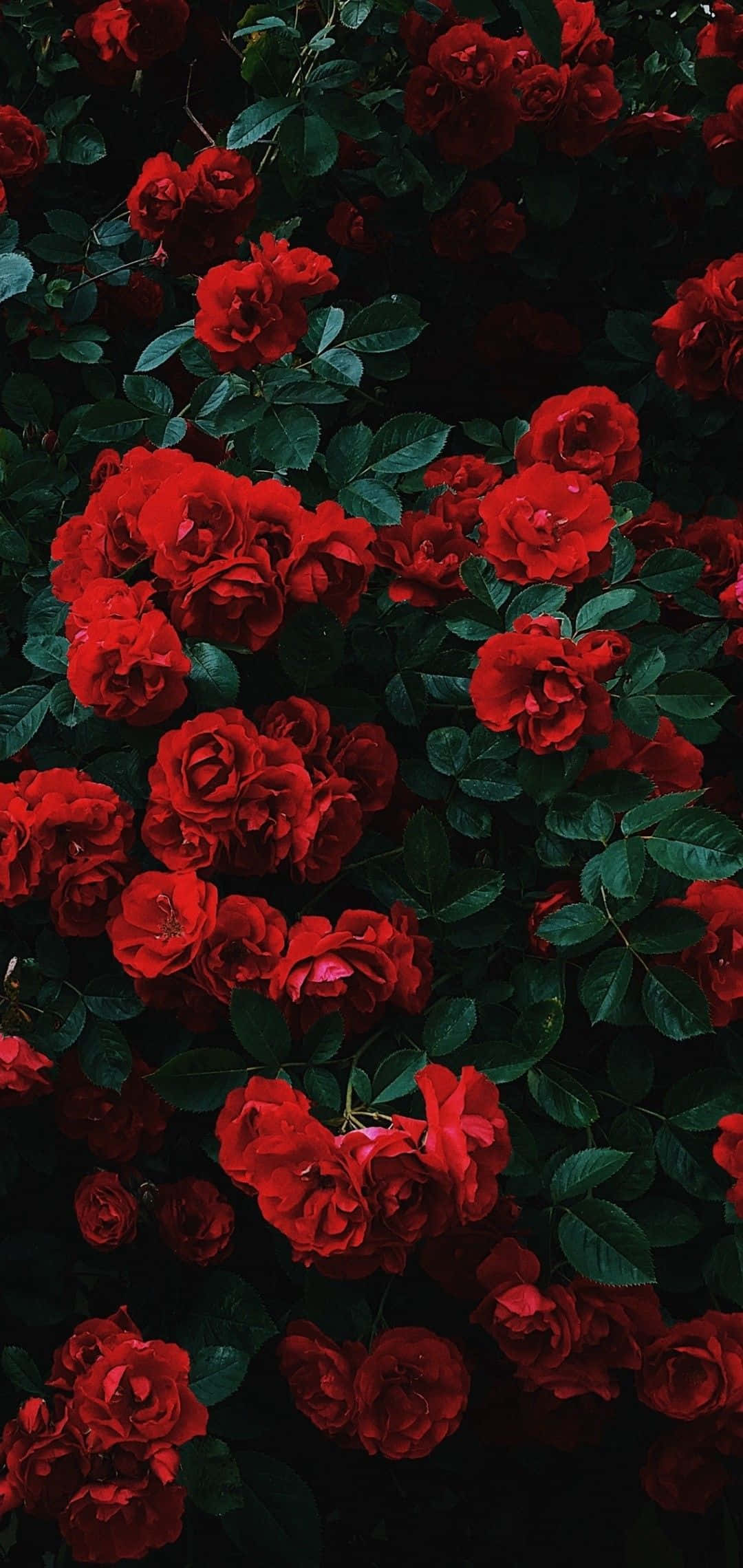 Cute Rose 桌布 壁紙 — 鮮豔的紅玫瑰在深綠色葉叢中密集綻放，呈現豐富飽和、陰鬱的特寫鏡頭。