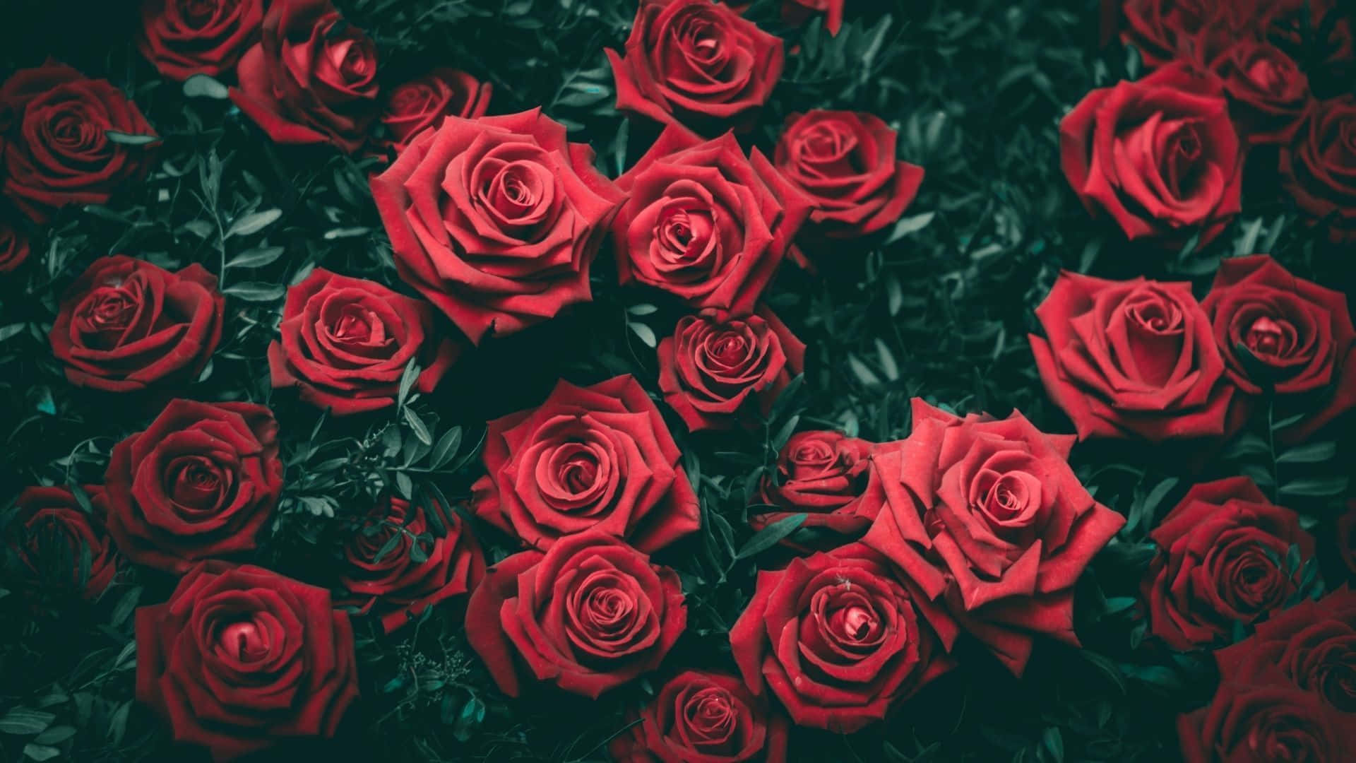 Beautiful Flower 桌布 壁紙 — 鮮豔的紅玫瑰在深綠色葉叢中密集綻放，形成飽和度豐富、氣氛濃郁的構圖。