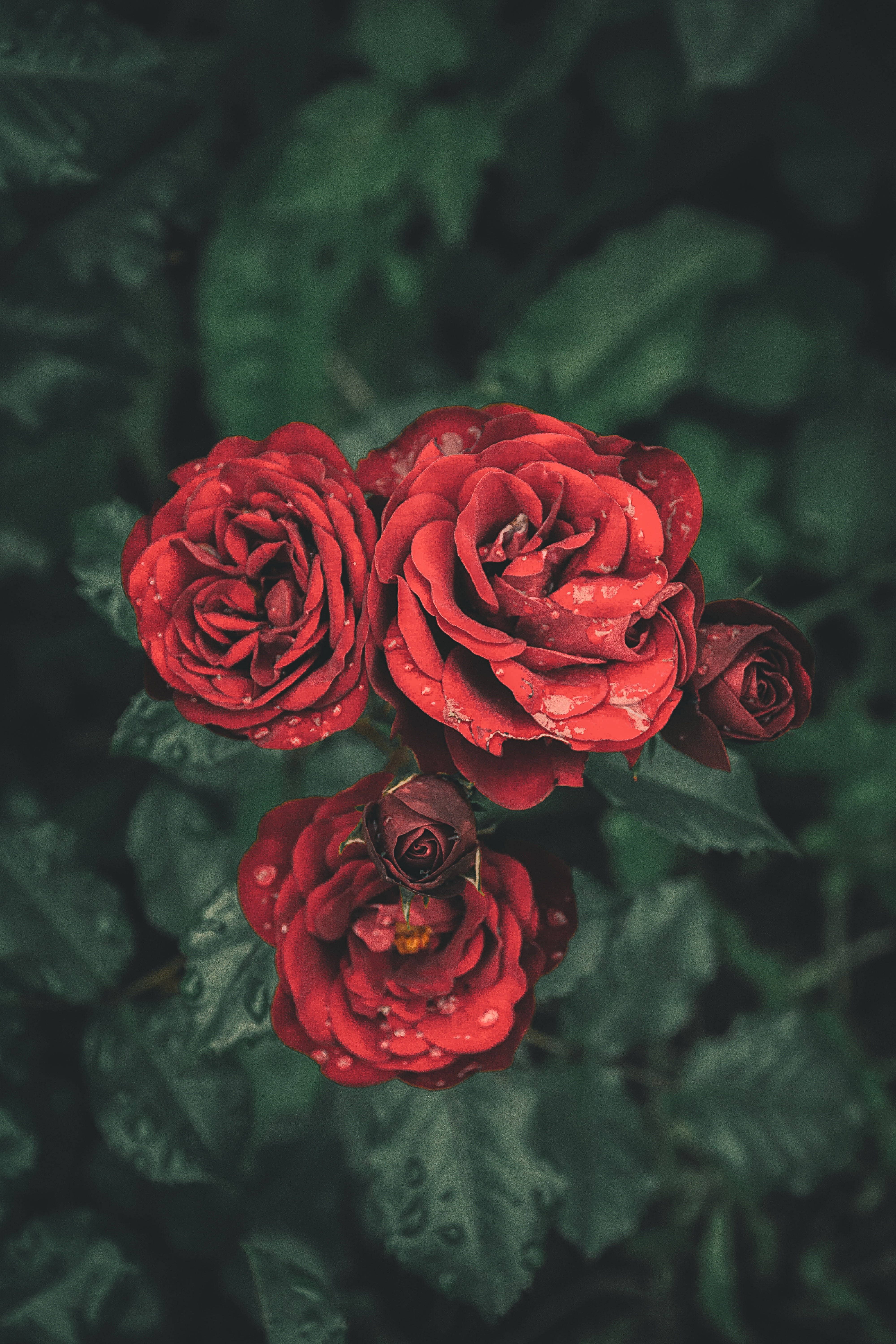 Rose Flower 桌布 壁紙 — 鮮豔的紅玫瑰在深綠色葉子的背景下閃爍著露珠的特寫鏡頭。