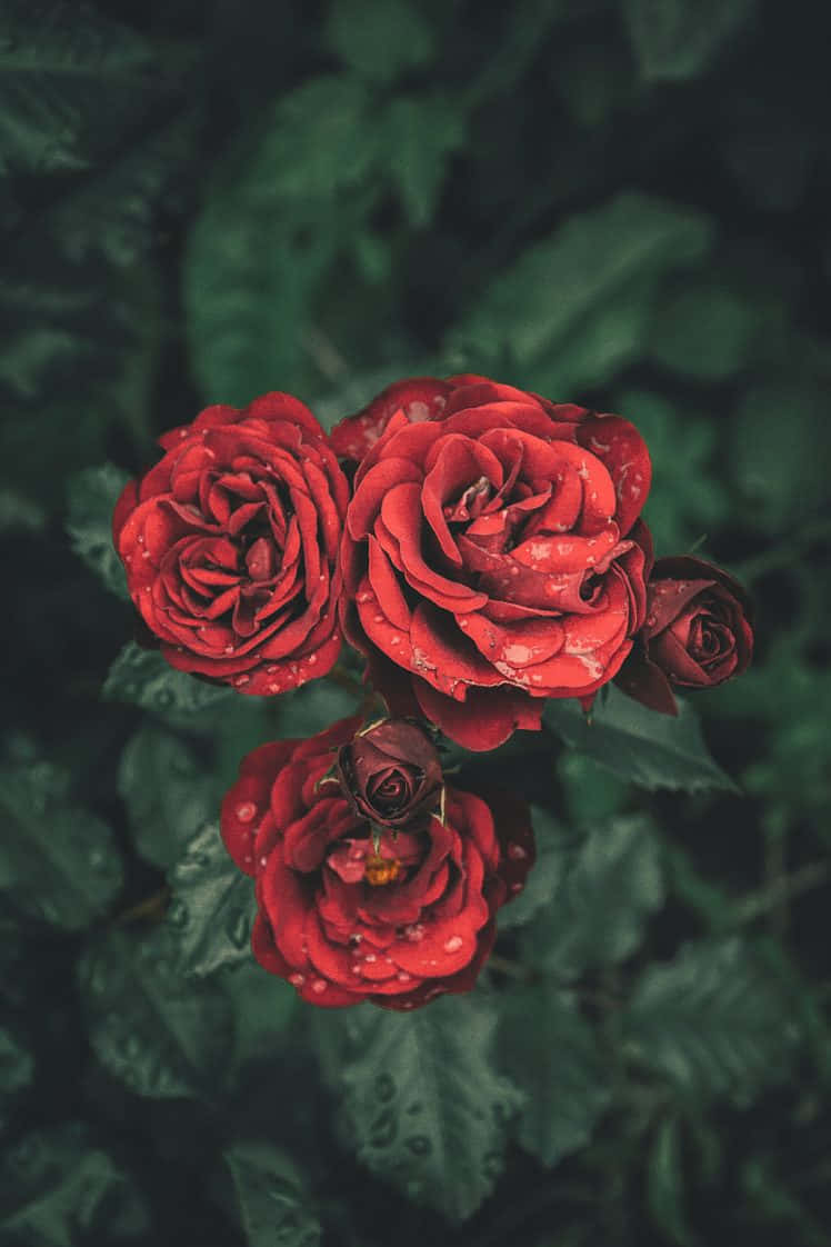 iPhone X Roses 桌布 壁紙 — 鮮豔的紅玫瑰在深綠色葉子的背景下，閃爍著露珠的特寫鏡頭。