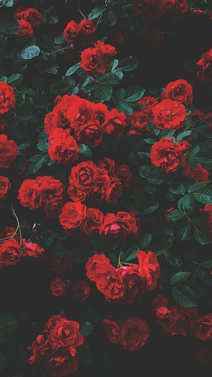 Rose Art 桌布 壁紙 — 鮮豔的紅玫瑰在深綠色葉子的陰暗背景下密集綻放。
