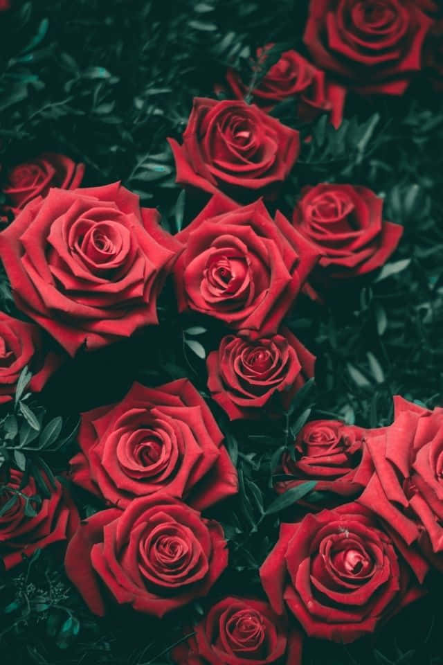 iPhone Flower 桌布 壁紙 — 鮮豔的紅玫瑰在深綠色葉子背景下密集盛開，呈現出色彩飽和的近距離特寫。