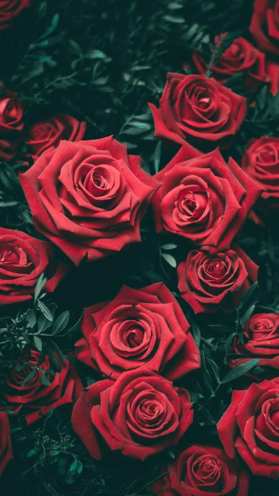 Cute Rose 桌布 壁紙 — 鮮豔的紅玫瑰在深綠色葉子背景中密集盛開，呈現豐富飽和的近距離特寫。