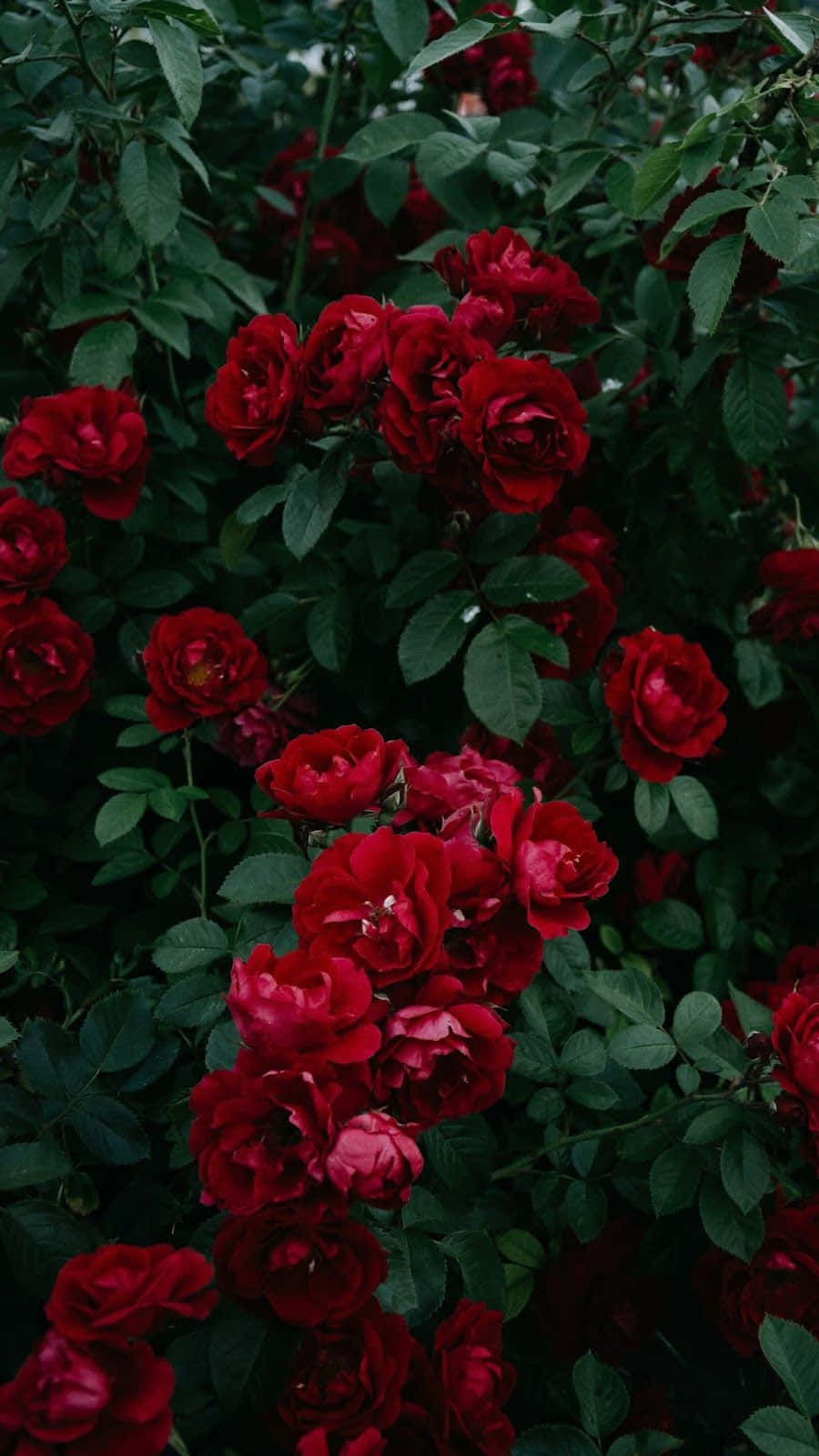 Red Flower Aesthetic 桌布 壁紙 — 鮮豔的紅玫瑰在深綠色葉片中密集盛開，呈現出茂盛的花園景象。