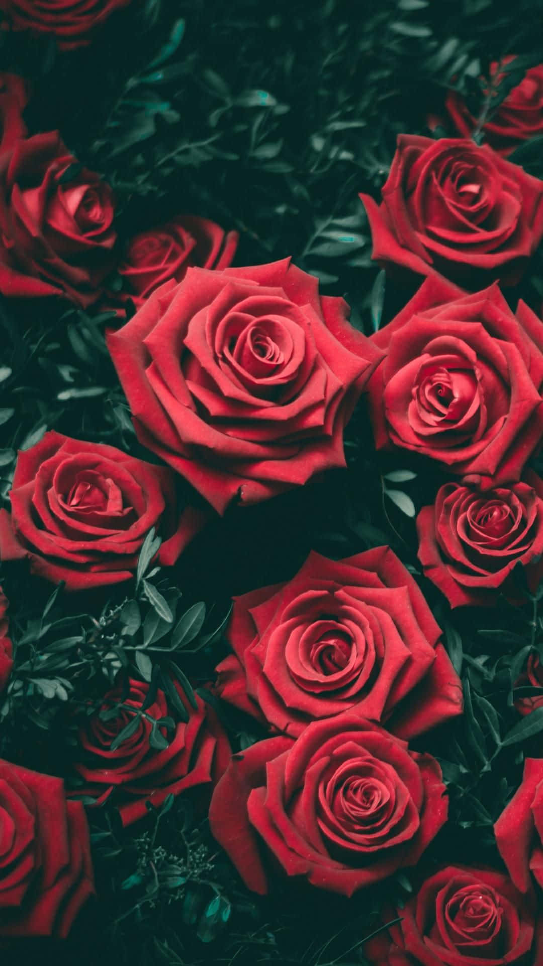 Roses 桌布 壁紙 — 鮮豔的紅玫瑰在深綠色葉片中密集綻放，呈現豐富飽和的近距離特寫。