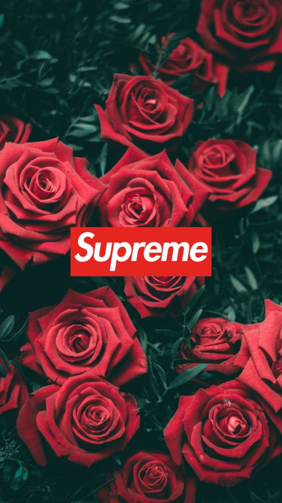 Cool Supreme 桌布 壁紙 — 鮮豔的紅玫瑰在深綠色葉片中密集綻放，中央有一個大膽的紅色Supreme標誌。