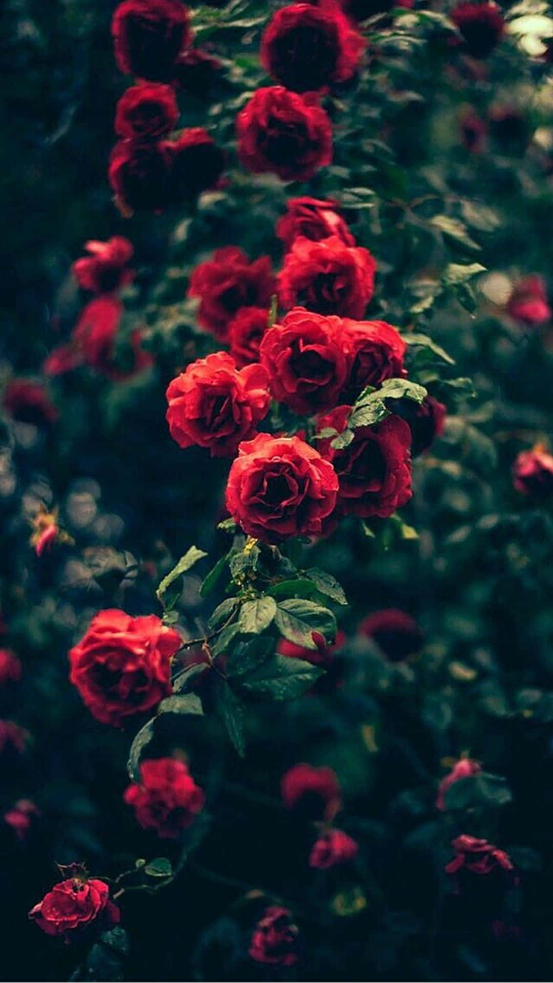 Dope Tumblr iPhone 桌布 壁紙 — 鮮豔的紅玫瑰在深色模糊的綠色葉子背景上密集綻放，帶有柔和散景。
