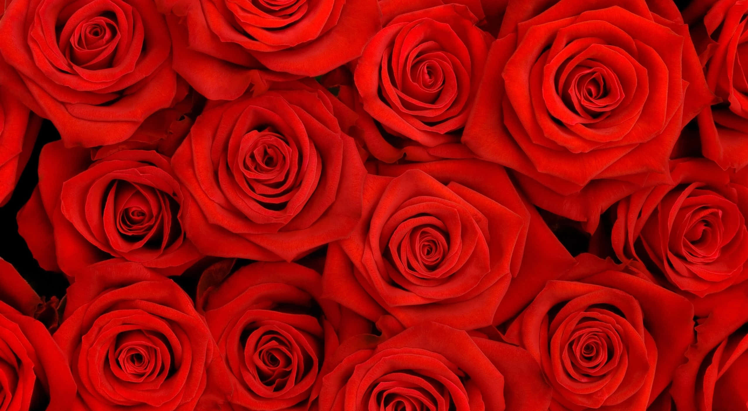 Roses 桌布 壁紙 — 鮮豔的紅玫瑰在深色背景下以密集、有紋理的花卉圖案填滿畫面。