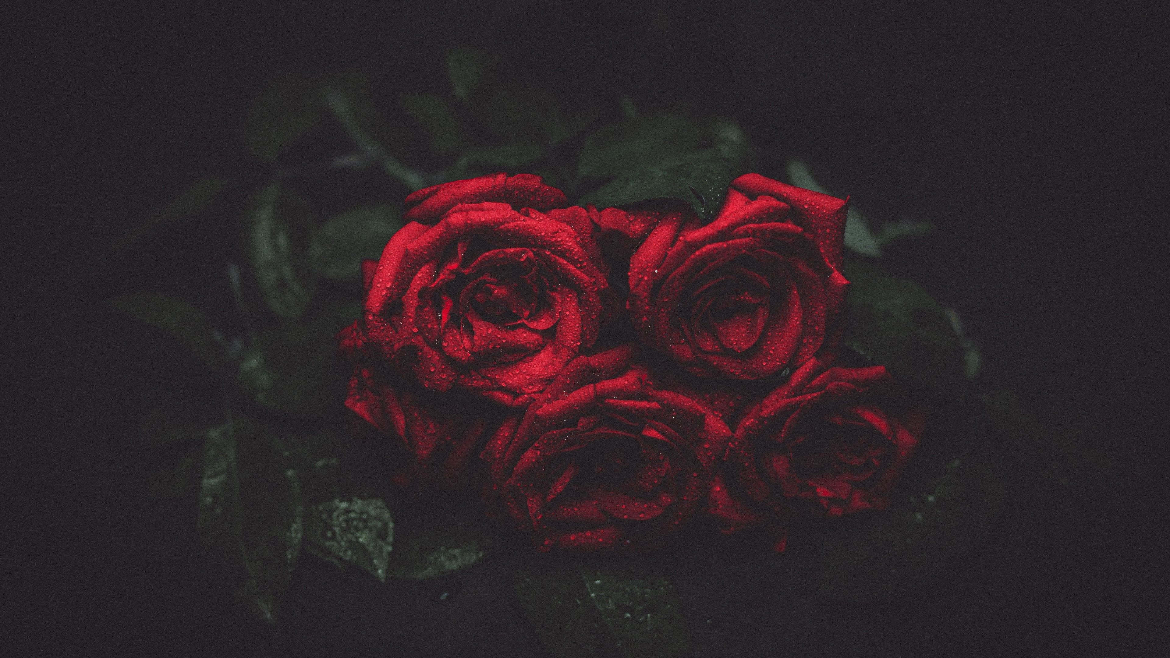 HD Roses 桌布 壁紙 — 鮮豔的紅玫瑰在深色背景下閃爍著露珠，呈現出充滿氛圍的特寫。
