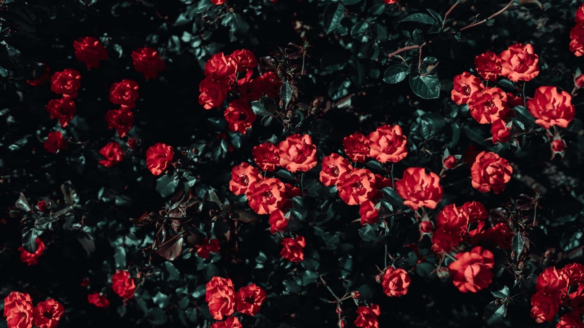 Red Flower 桌布 壁紙 — 鮮豔的紅玫瑰在深色陰影的樹葉中密集綻放，營造出陰鬱的花園場景。