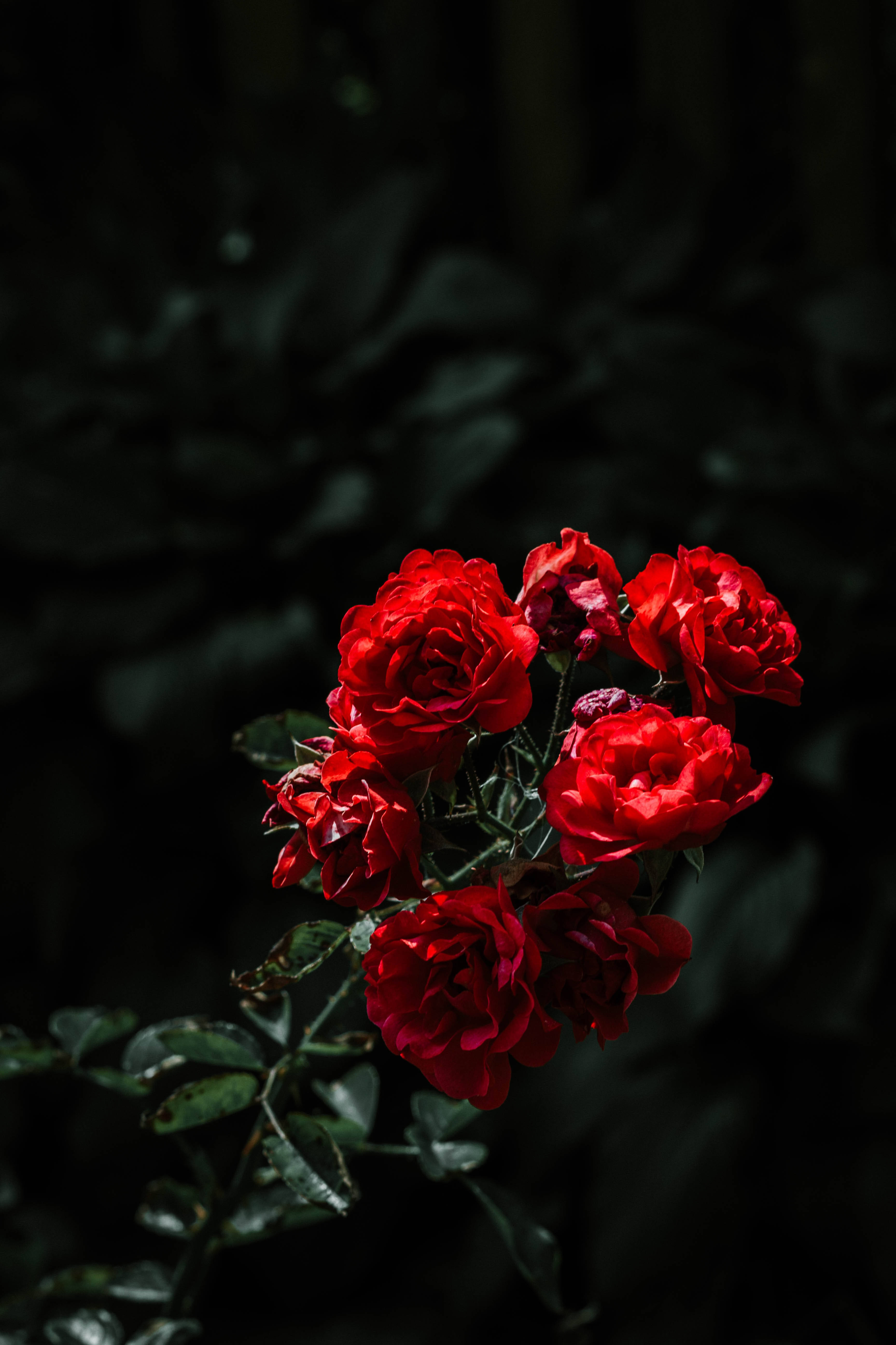 Rose Flower 桌布 壁紙 — 鮮豔的紅玫瑰在深色陰影的樹葉背景下戲劇性地綻放，營造出憂鬱的特寫鏡頭。
