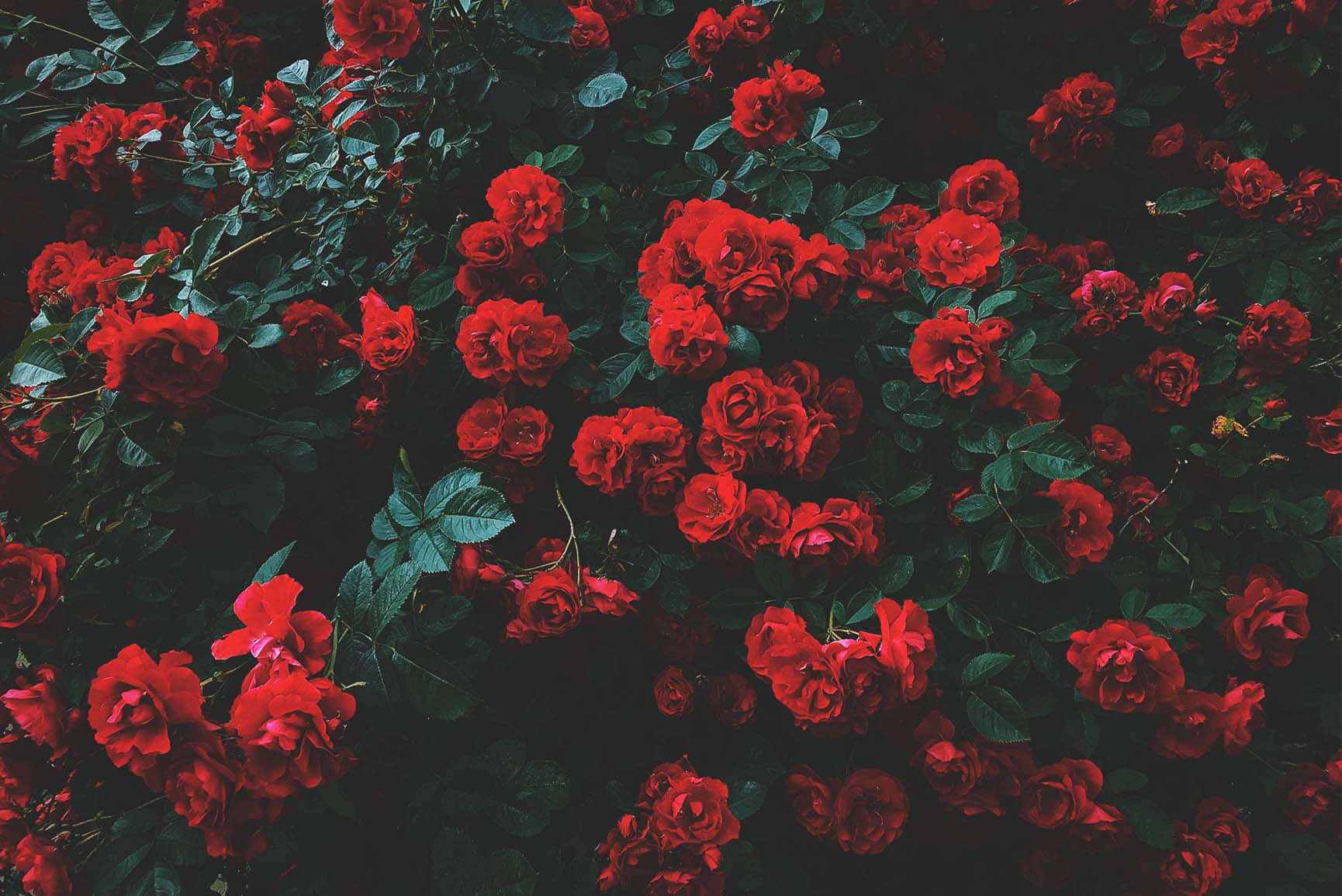 Cute Rose 桌布 壁紙 — 鮮豔的紅玫瑰在深色陰影的綠葉中密集綻放，呈現出豐富質感的花園場景。