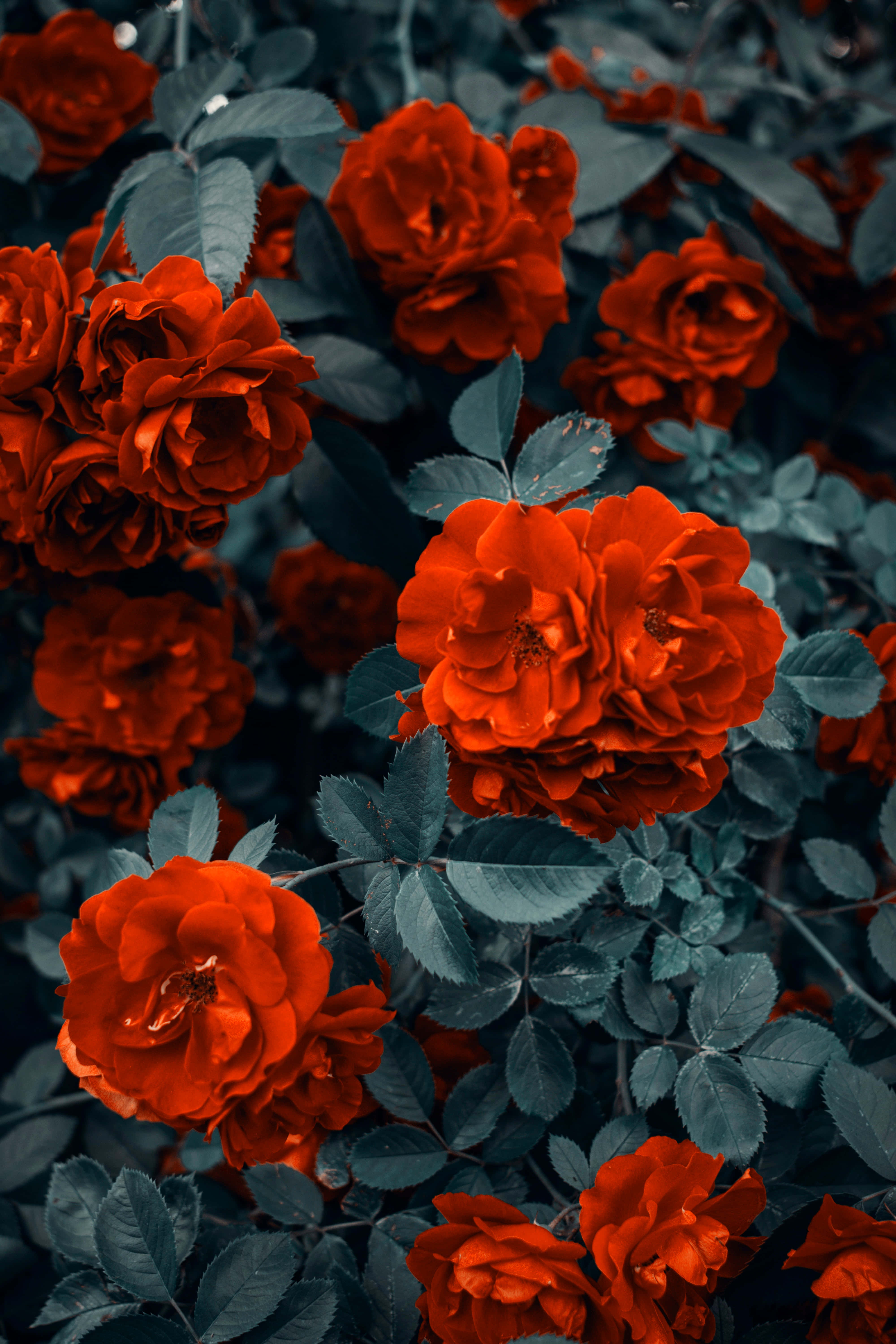 Red Roses 桌布 壁紙 — 鮮豔的紅玫瑰在深藍綠色葉片中盛開，營造出對比強烈、光線柔和的花園場景。