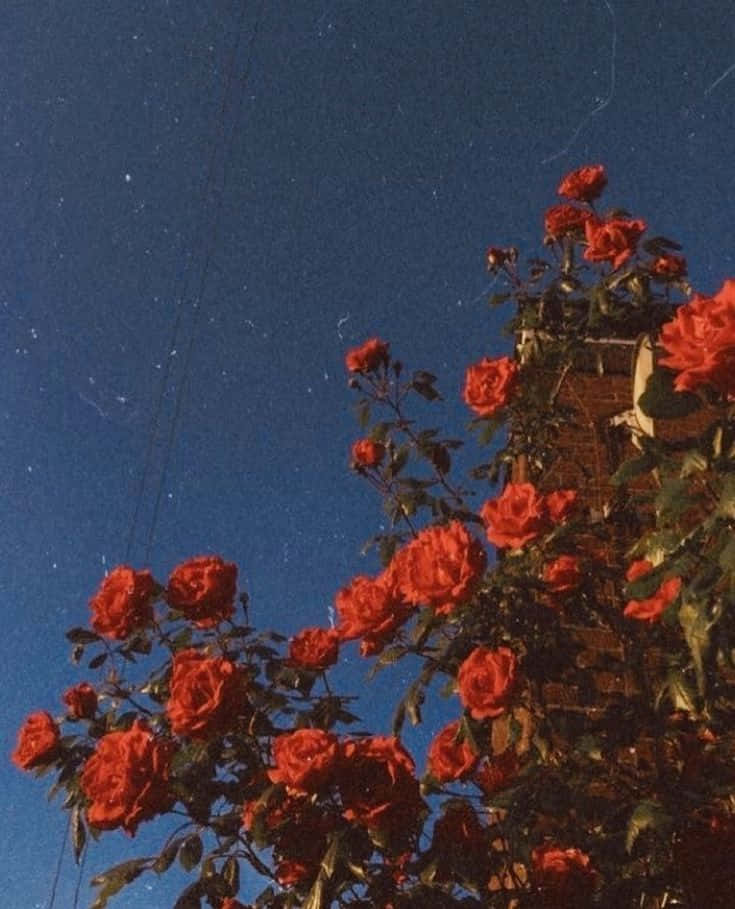 Red Flower Aesthetic 桌布 壁紙 — 鮮豔的紅玫瑰在深藍色的夜空下盛開，點綴著星星和微弱的電線。