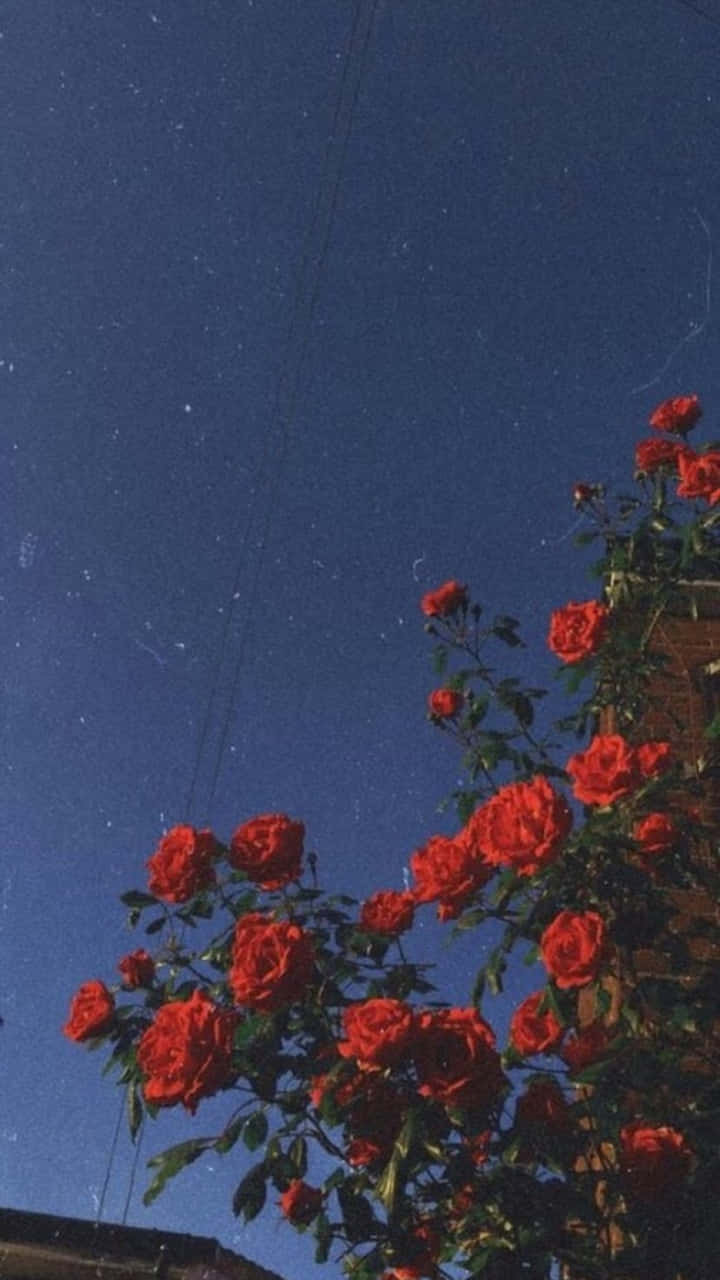 Red Rose Aesthetic 桌布 壁紙 — 鮮豔的紅玫瑰在深藍色的夜空中綻放，點綴著星星和微弱的電線。