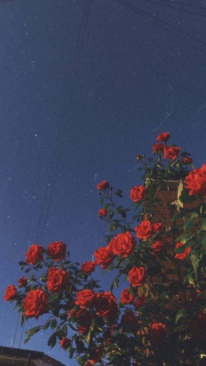 桌布 壁紙 — 鮮豔的紅玫瑰在深藍色的夜空中綻放，夜空點綴著星星和隱約的電線。