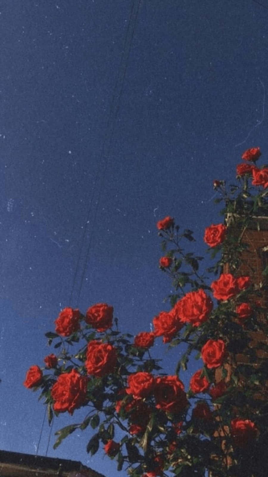 Vintage Aesthetic Plant 桌布 壁紙 — 鮮豔的紅玫瑰在深藍色的天空下盛開，天空中有微弱的星星和電線。