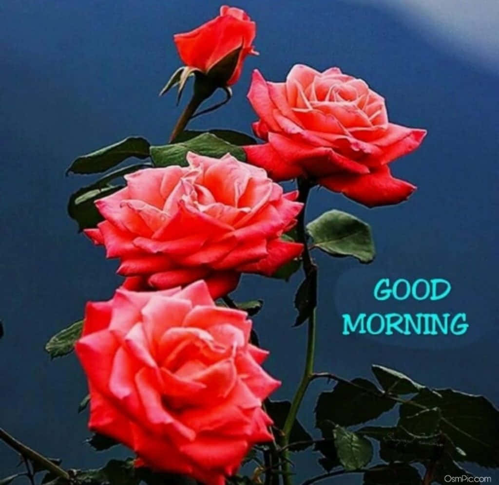 四朵紅玫瑰配綠葉，以及藍色背景上青色的 'GOOD MORNING' 文字。 — 漂亮的動圖 壁紙