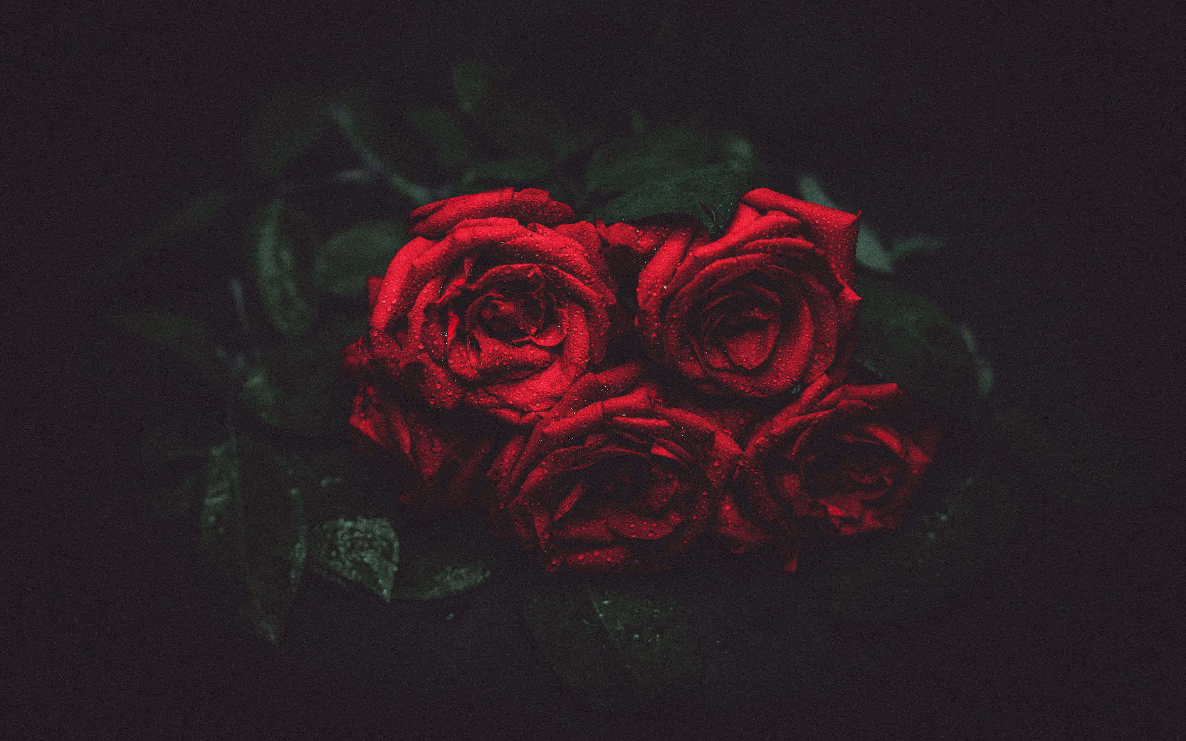 Valentines Day Roses 桌布 壁紙 — 鮮豔的紅玫瑰在深邃陰影背景上閃爍著露珠。
