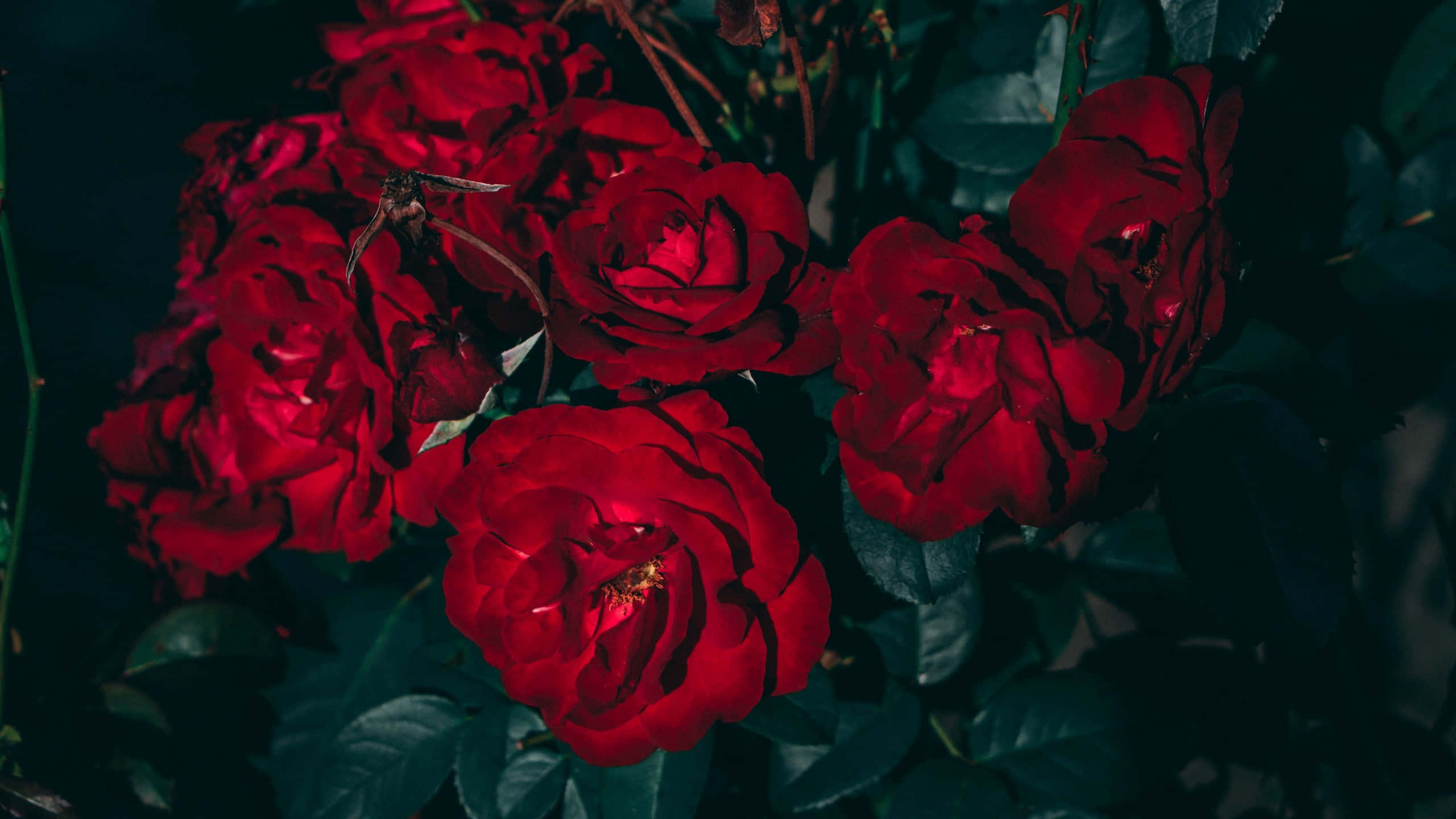 Red Flower Aesthetic 桌布 壁紙 — 鮮豔的紅玫瑰在深陰影中盛開，深綠色的葉子營造出憂鬱而親密的花卉場景。