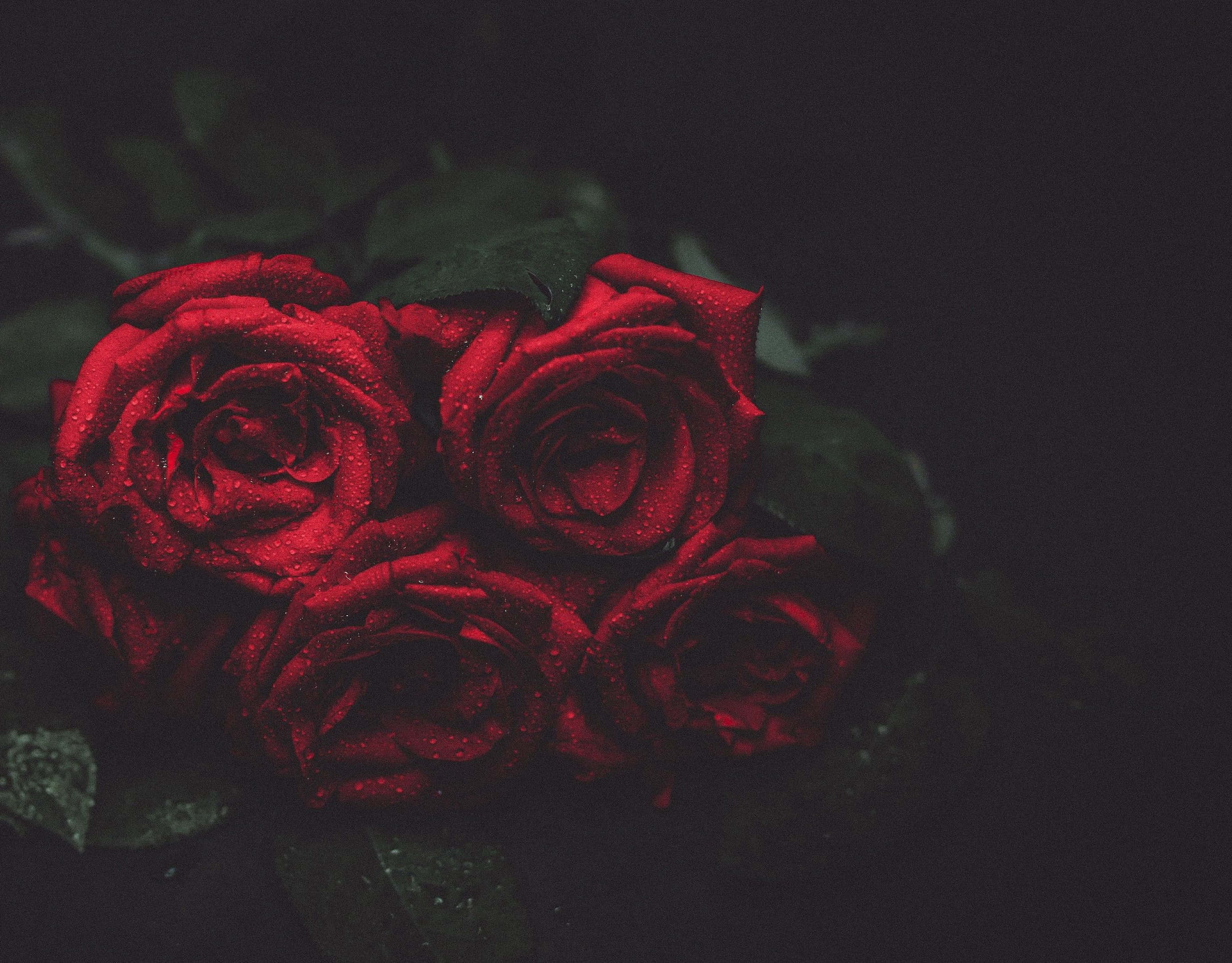 Roses 桌布 壁紙 — 鮮豔的紅玫瑰在深黑色背景上閃爍著露珠，營造出情緒化的特寫。