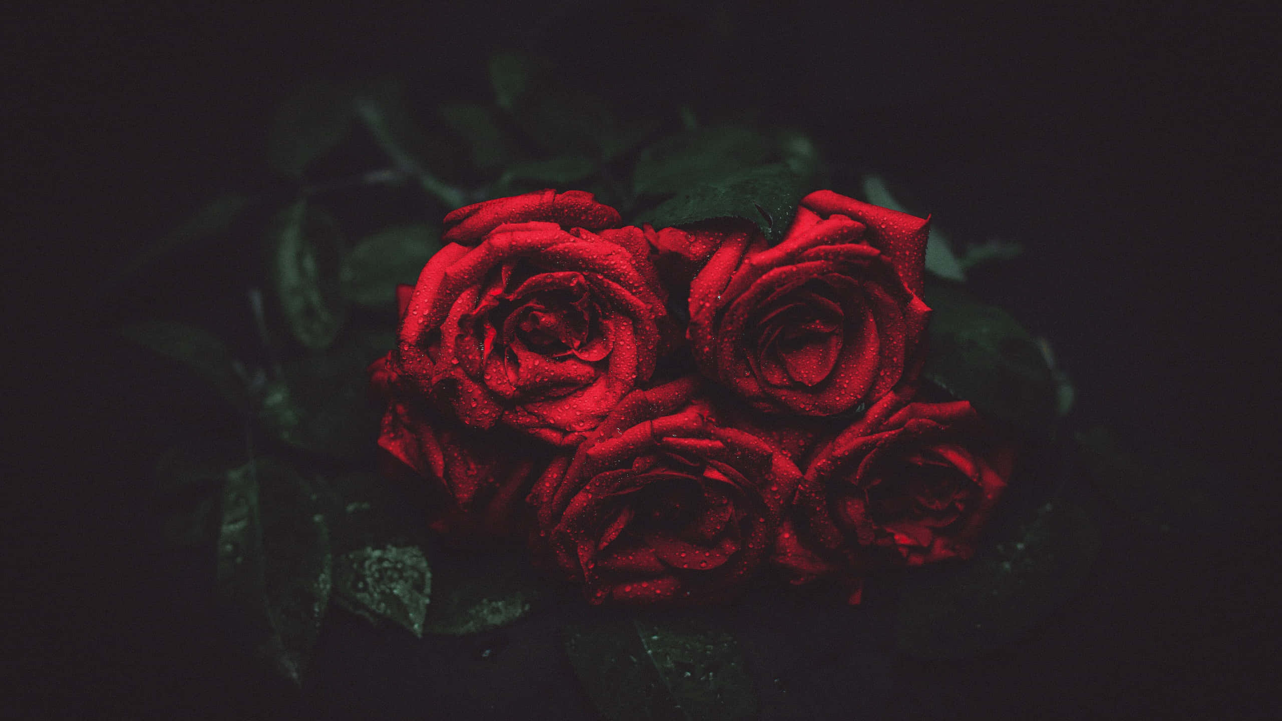 Roses 桌布 壁紙 — 鮮豔的紅玫瑰在深黑色背景上閃爍著露珠，由深綠色葉子襯托。