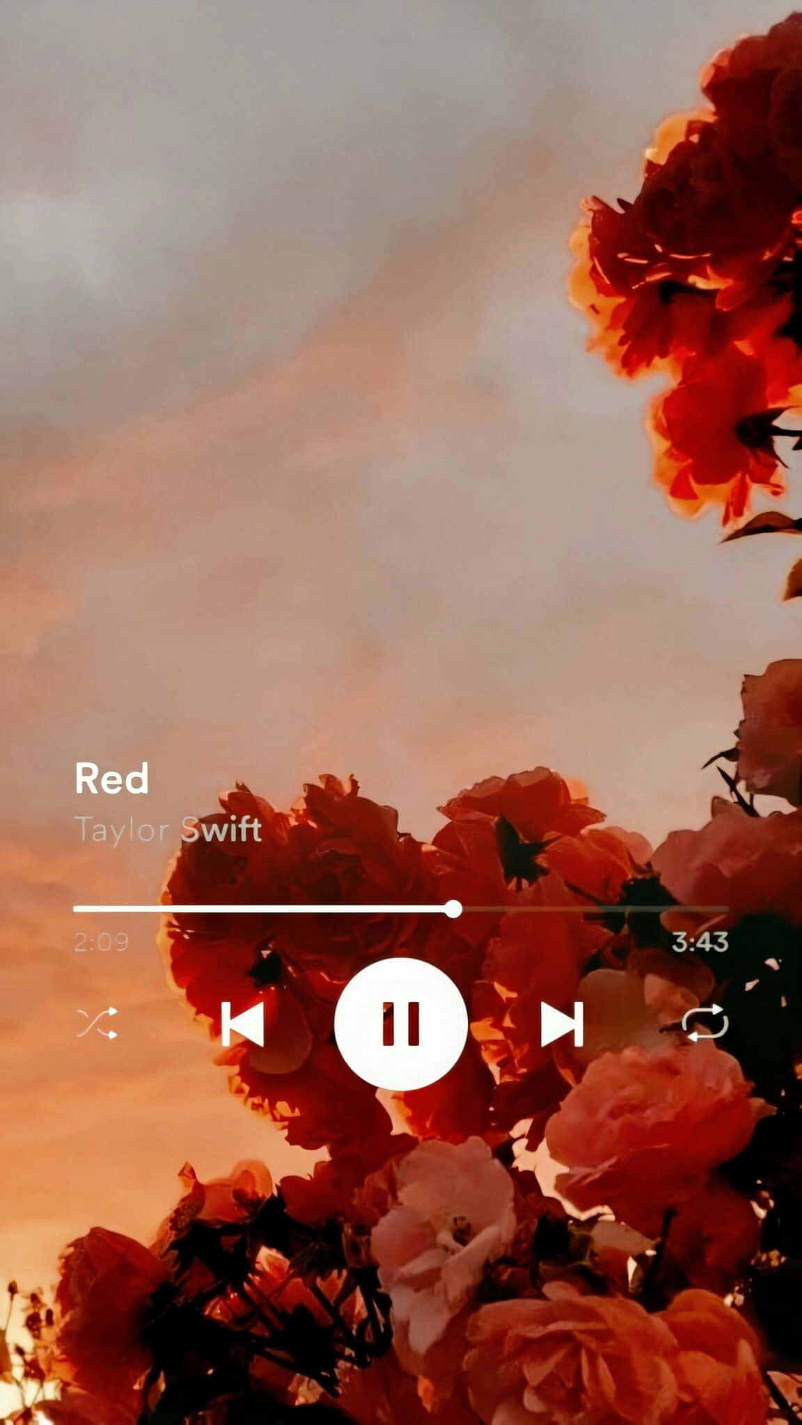 Taylor Swift Lyrics 桌布 壁紙 — 鮮豔的紅玫瑰在溫暖的日落天空下綻放，音樂播放器疊加層顯示Taylor Swift的Red。